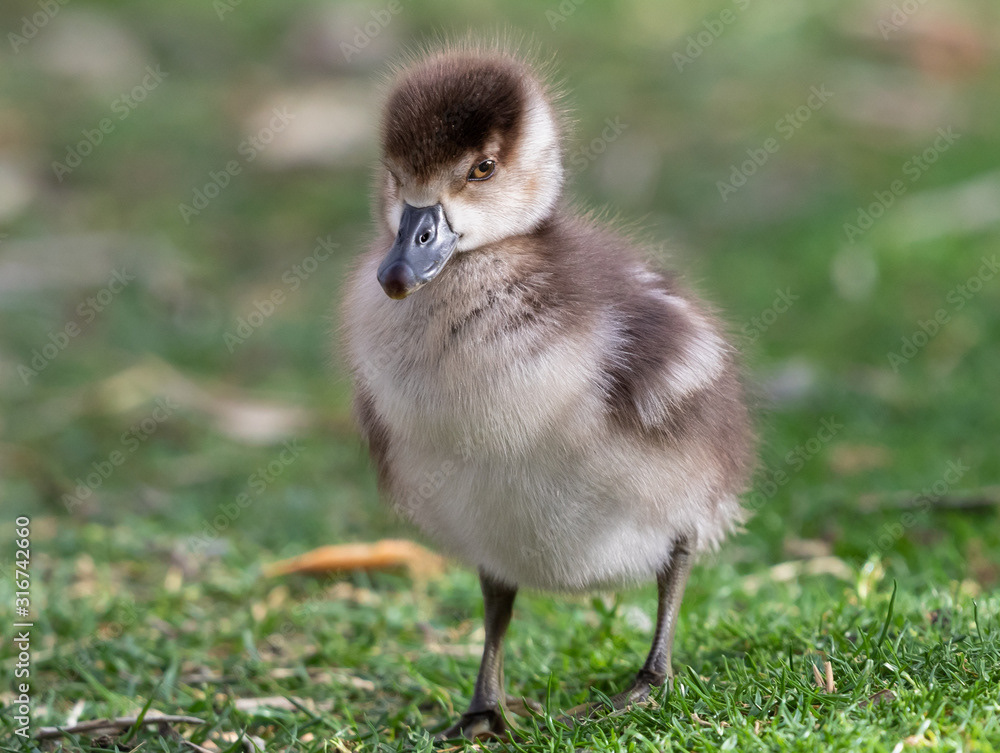Egyptian Goose Gosling