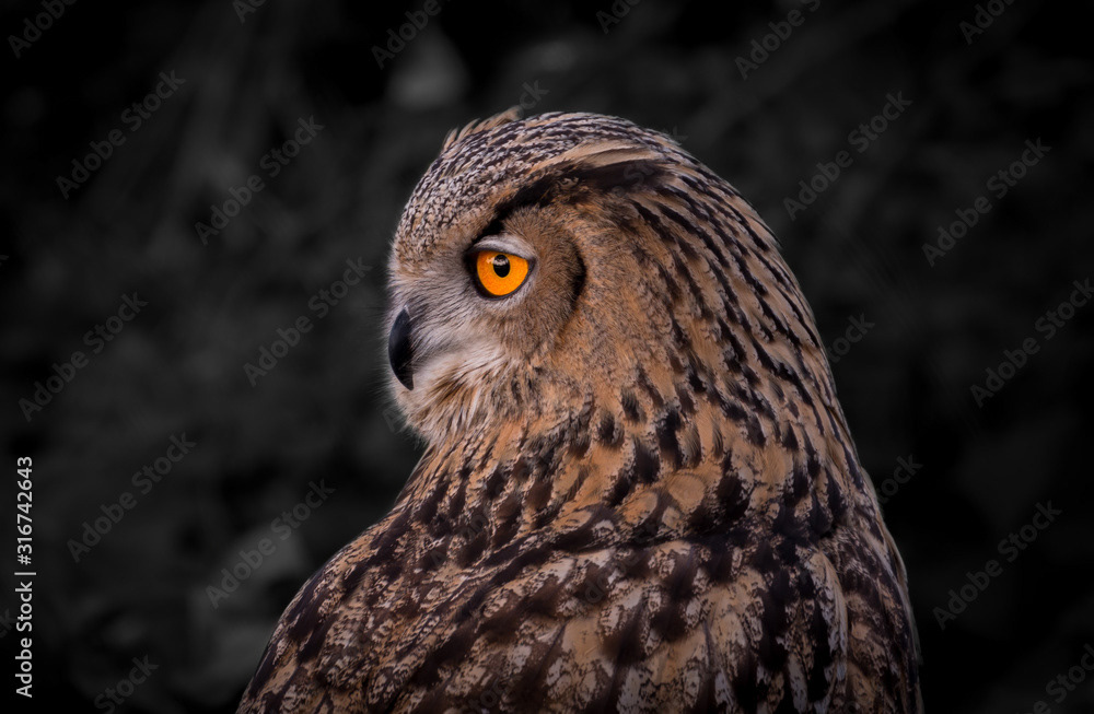 Eurasian Eagle Owl