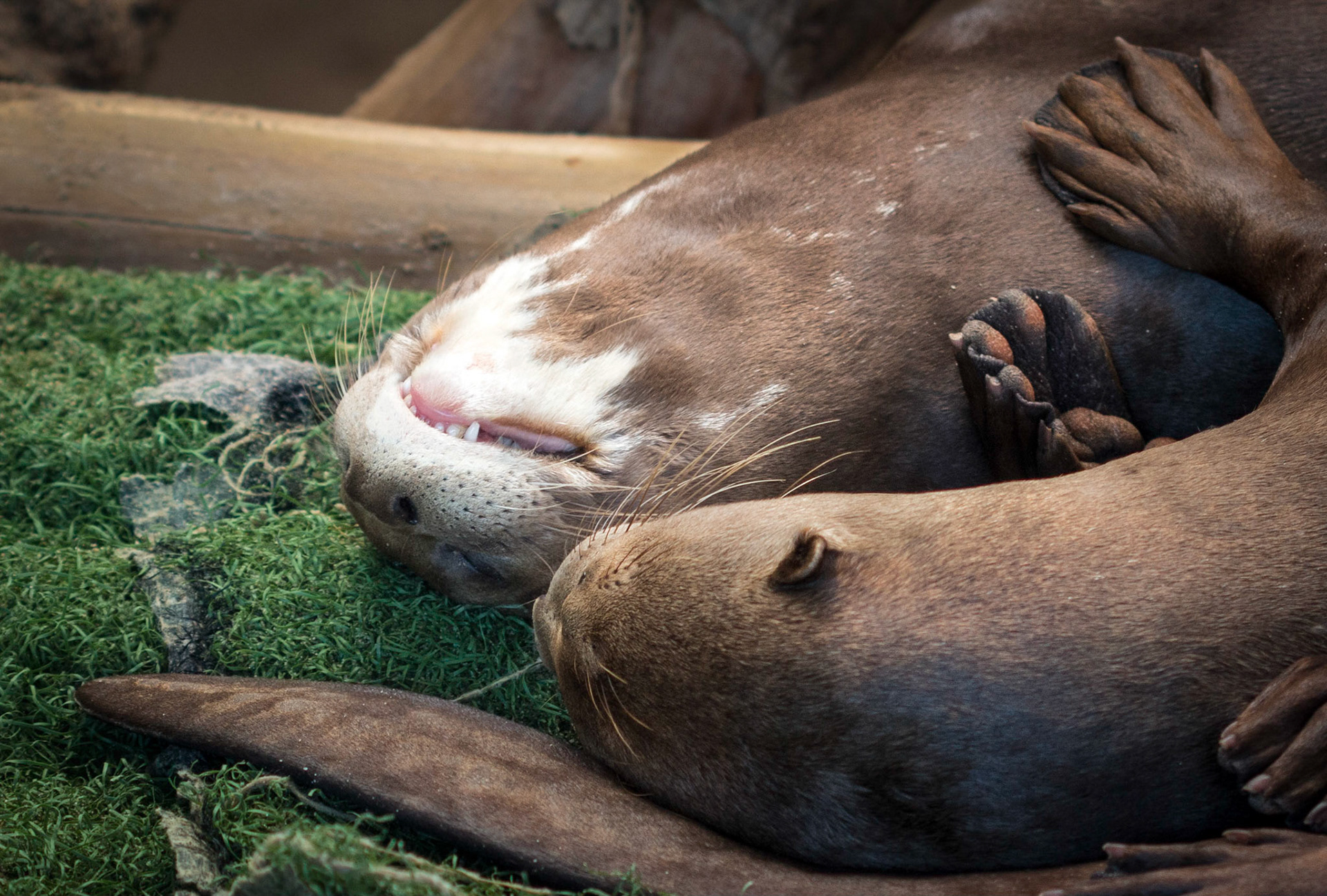 This is what happens when Giant Otters play too much!!