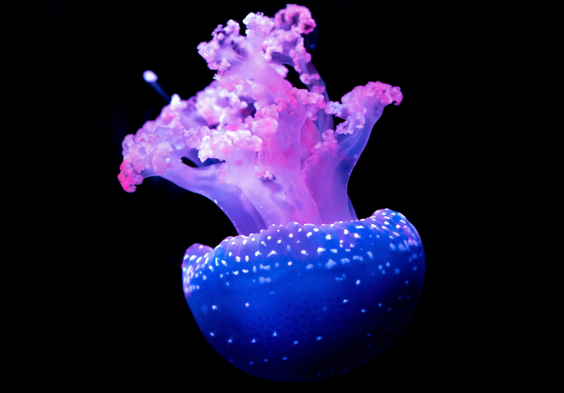 Native to Cairns, Queensland, Australia, and Thailand. But has spread around a much larger range. They have very mild venom and aren't dangerous to humans