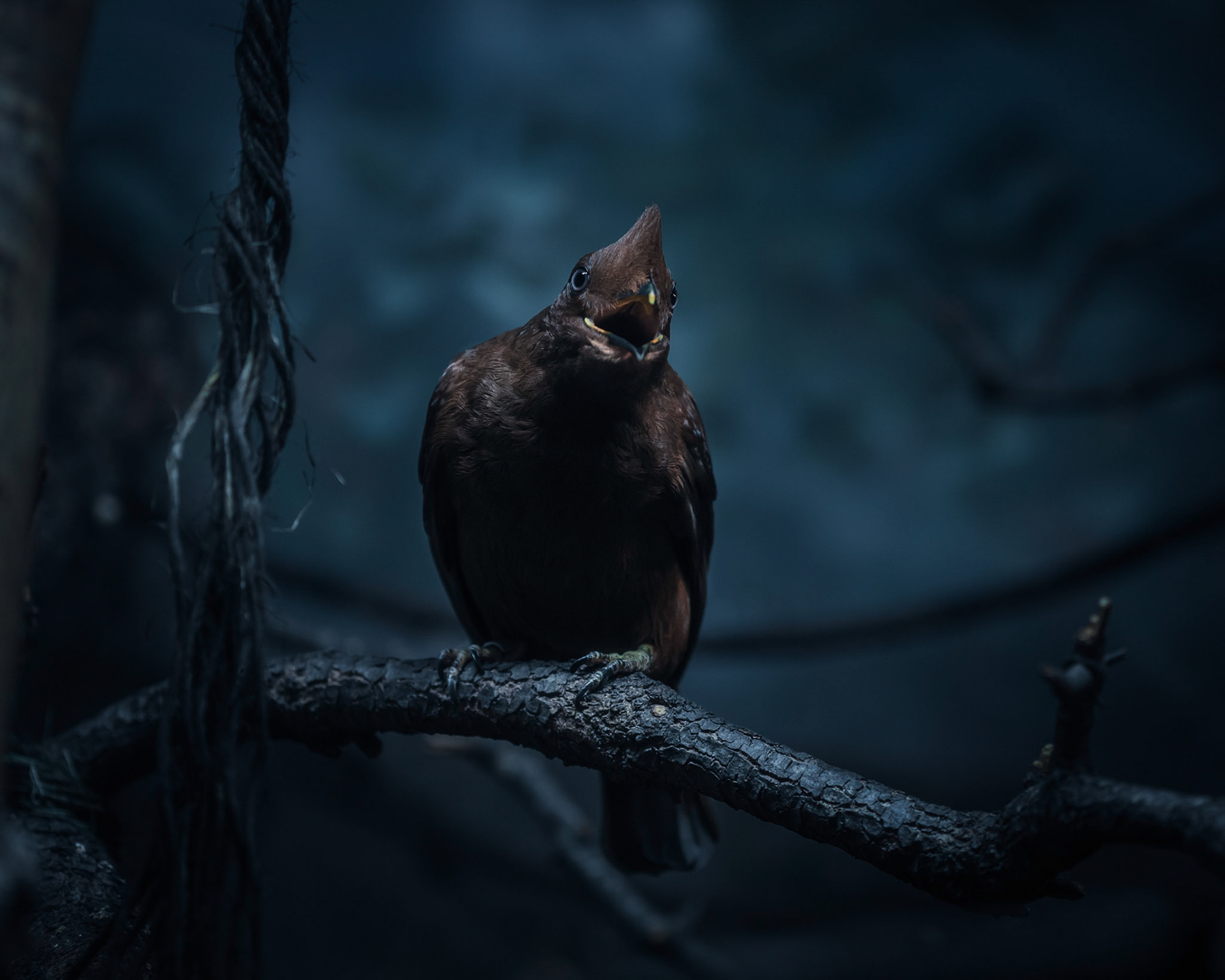 A femal Andean Cock-of-the-Rock (seriously, that's the name), also known as Tunki. It's regarded as the national bird of Peru!

I'm enjoying this new "atmospheric" editing style, and think it works well with this shot.