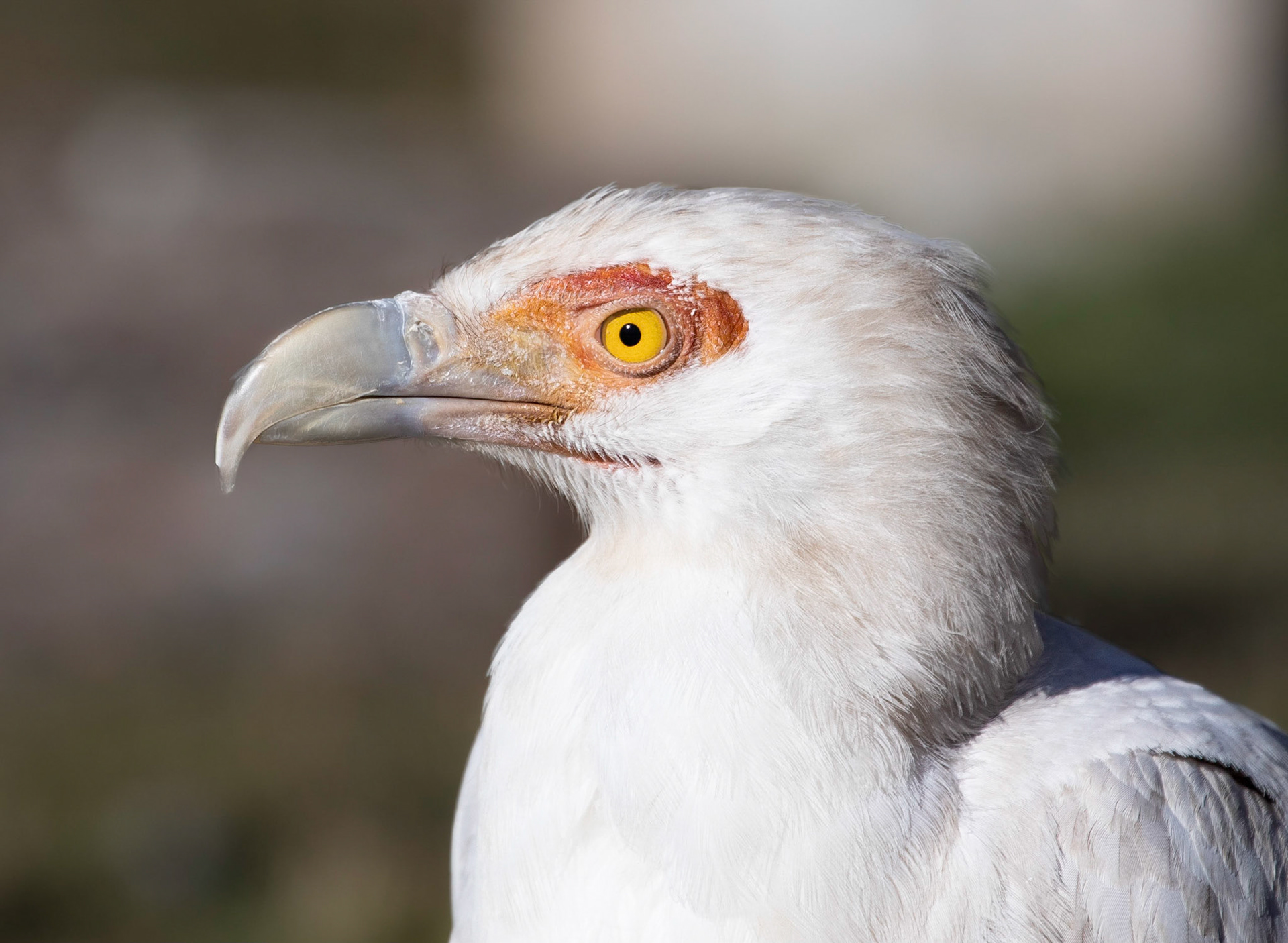 A Palm-Nut Vulture, also known as a Vulturine Fish Eagle