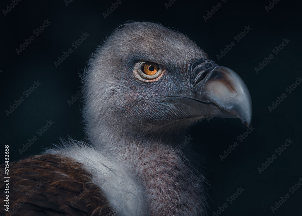 Griffon Vulture