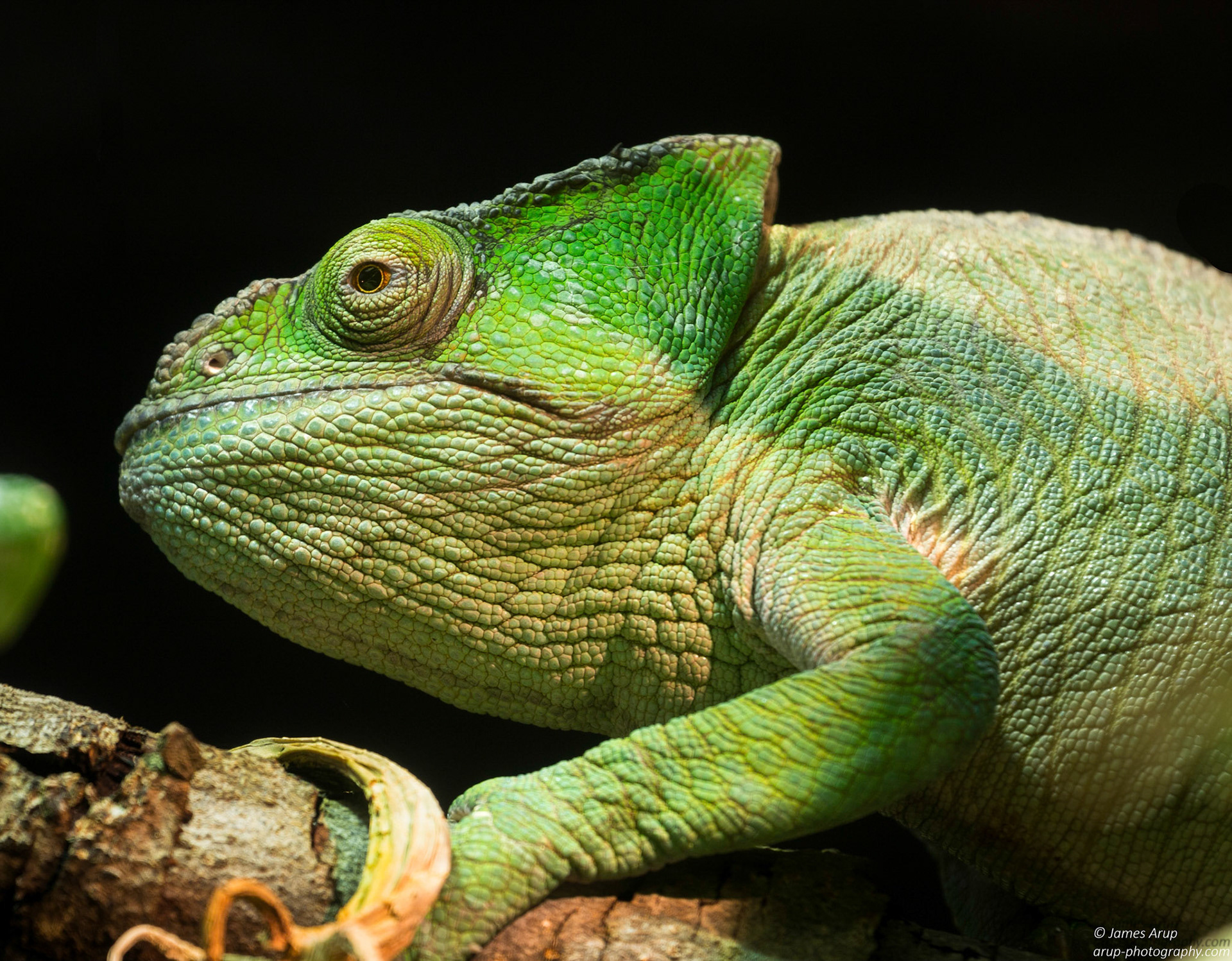 Just hanging out in a tree