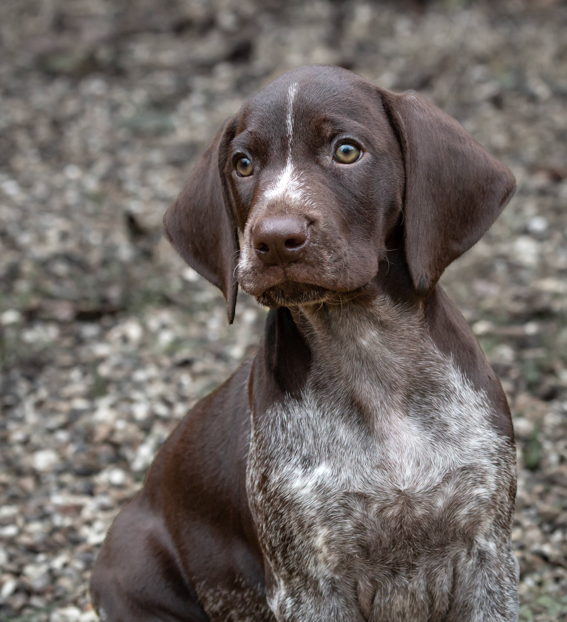 Purdey Portrait 2