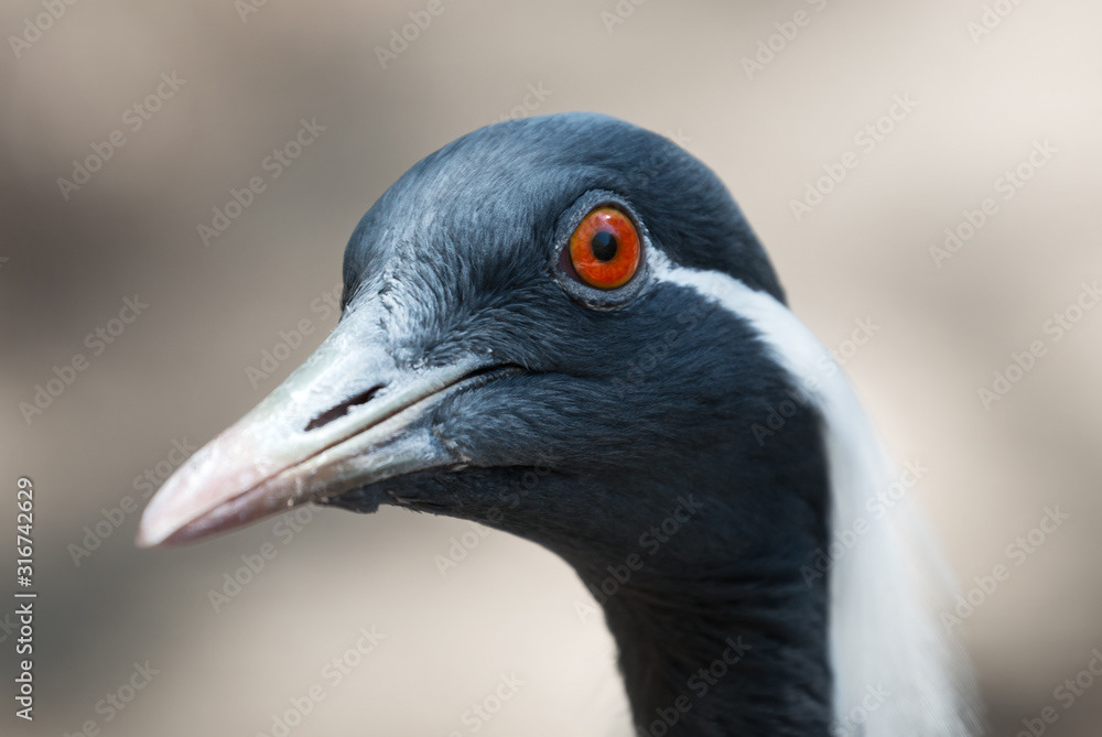 Demoiselle Crane