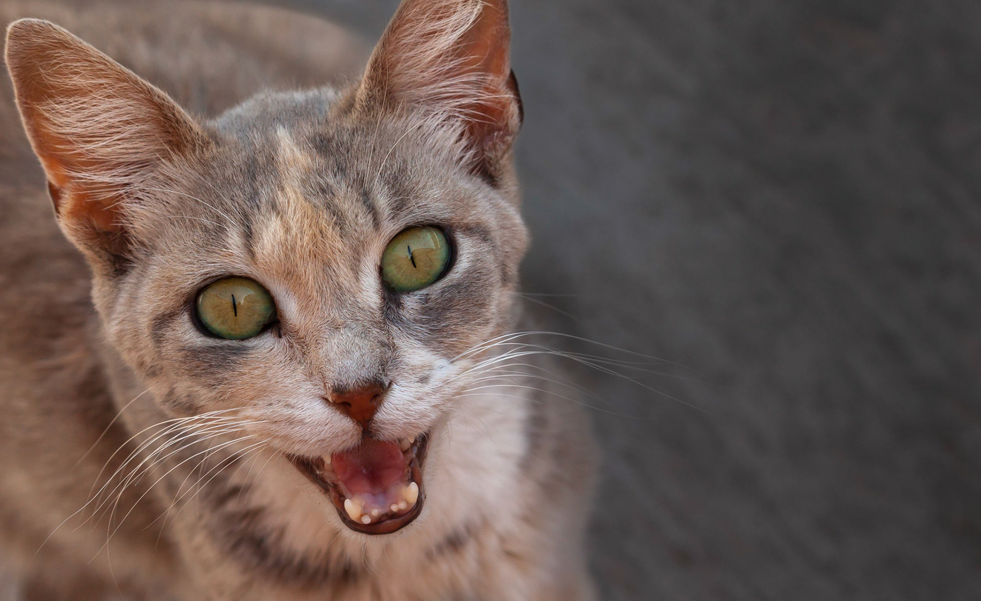 An angry stray cat on the rooftops of Malta