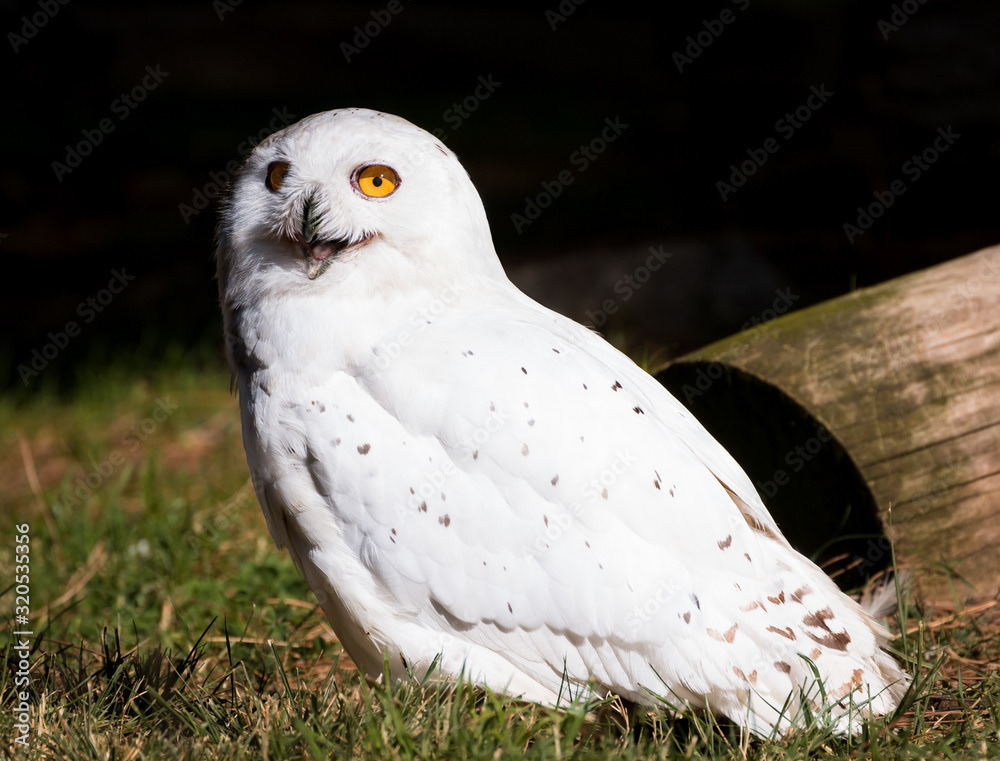 Snowy Owl