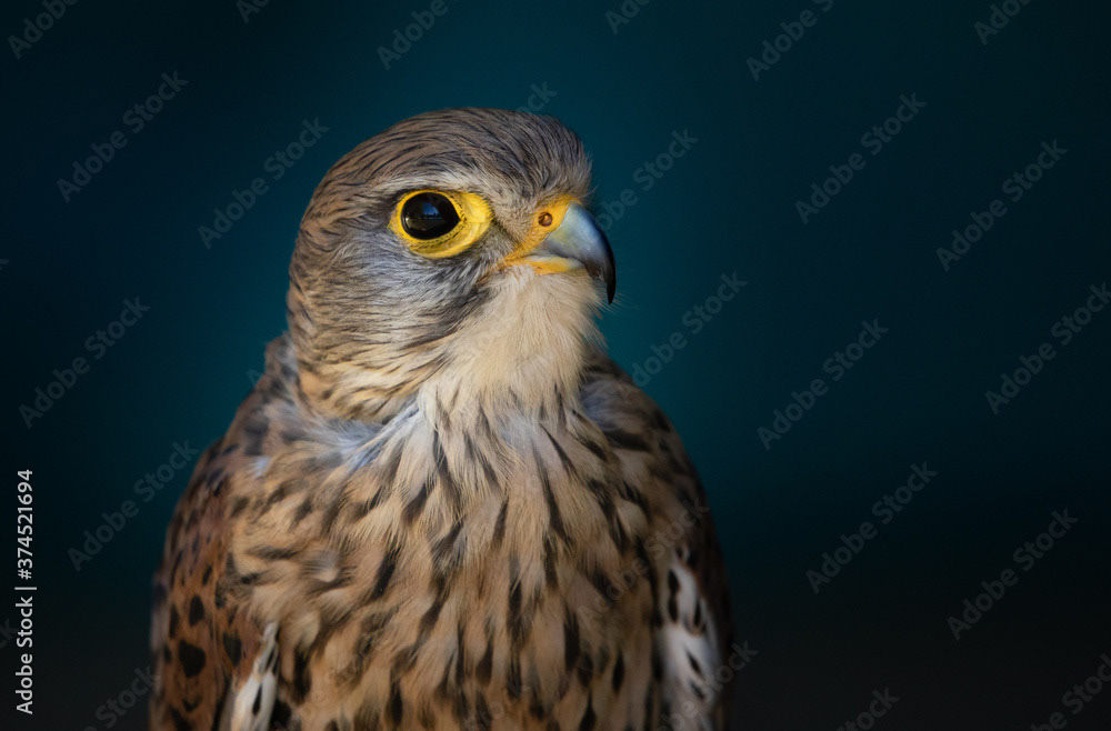 Common Kestrel