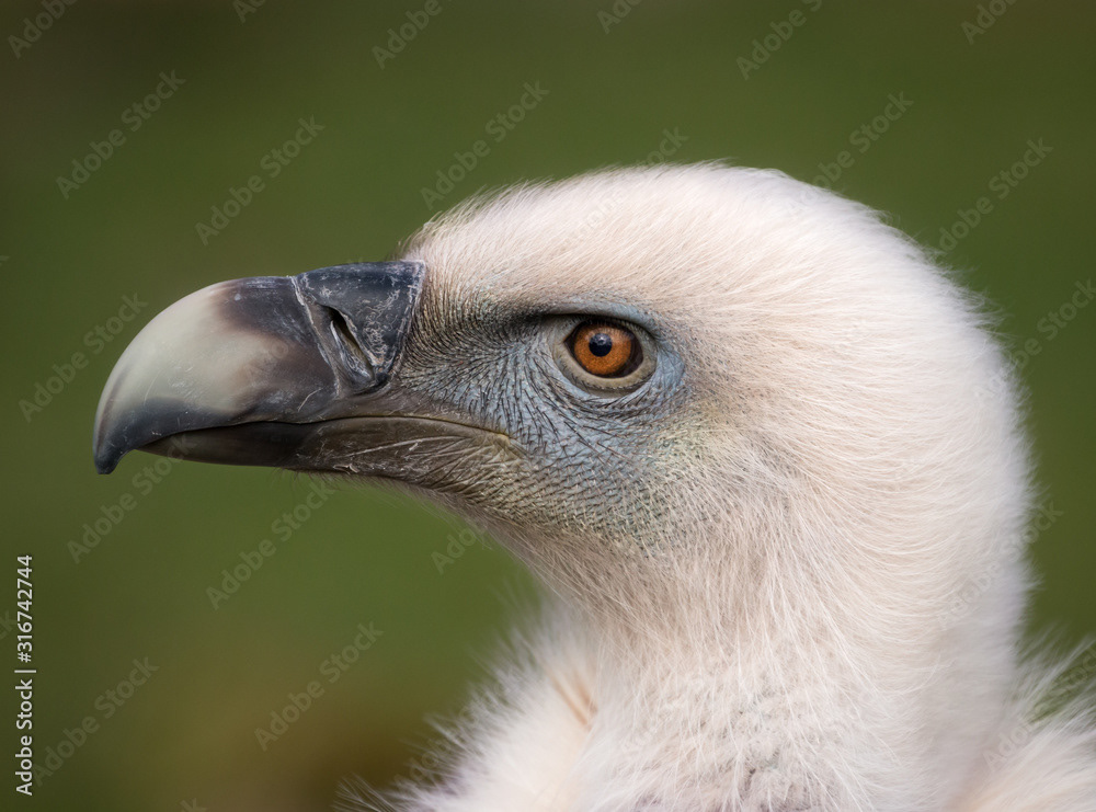 Griffon Vulture