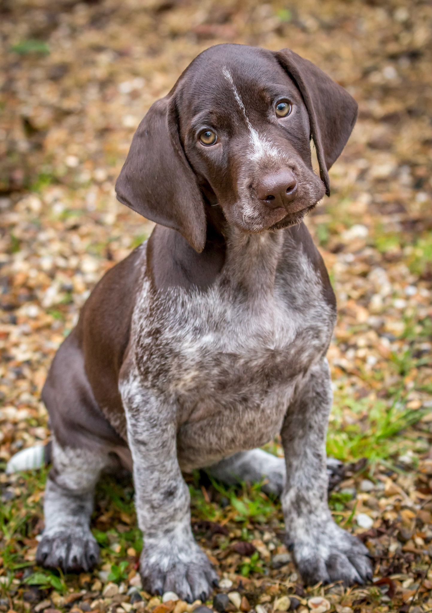 Purdey, my Brother and his wife's new German Shorthaired Pointer (GSP) puppy