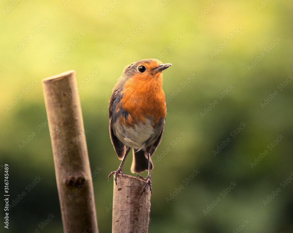 Robin Redbreast