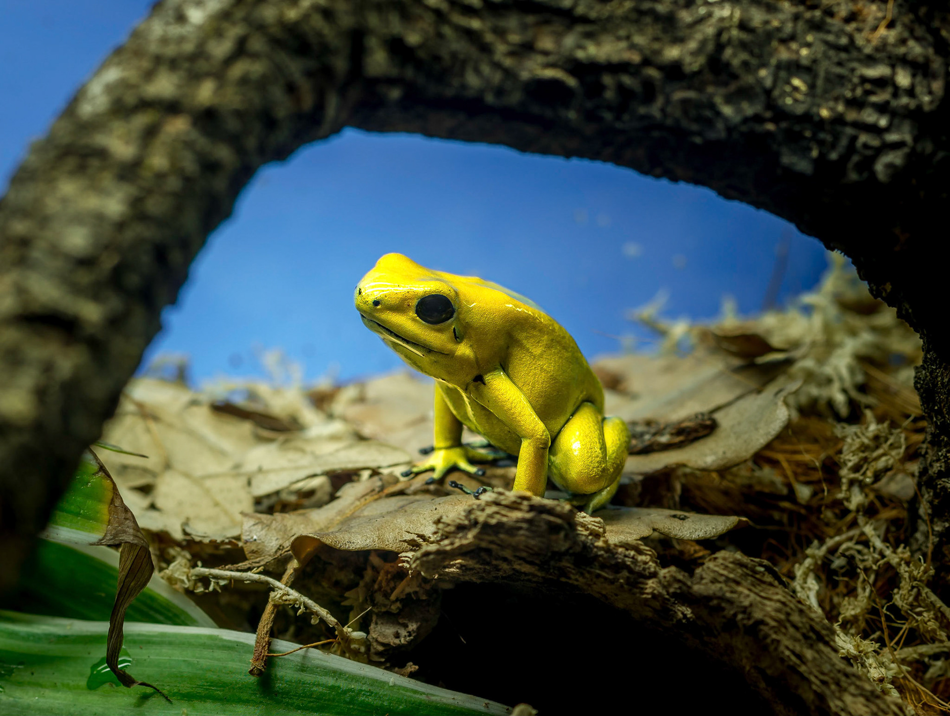 Also known as the Golden Frog, Golden Poison Arrow Frog, or Golden Dart Frog.

This guy is very poisonous! It's skin has enough poison to kill upto 20 people at any one-time.