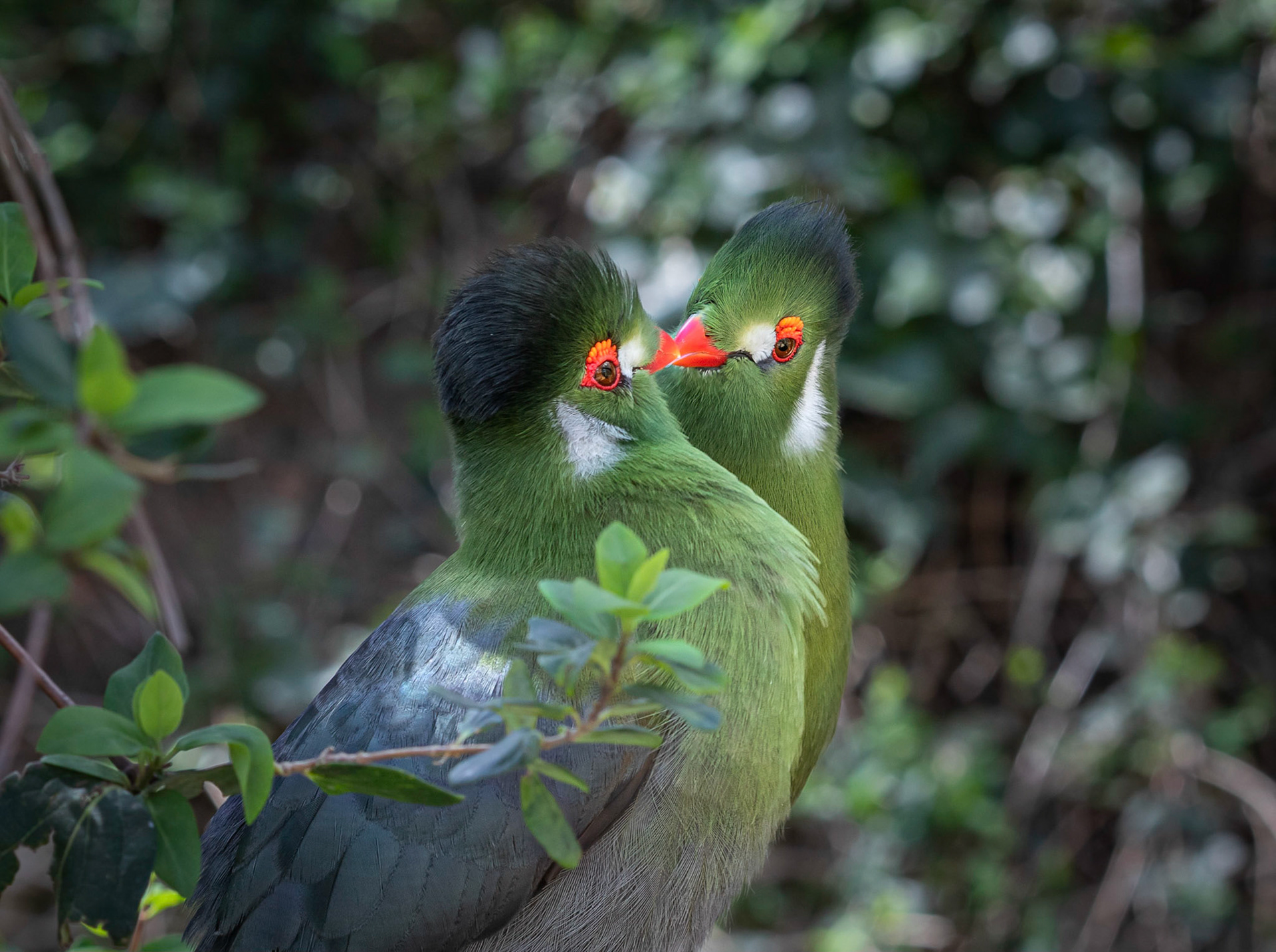 A pair of Turaco's, also known as banana-eaters