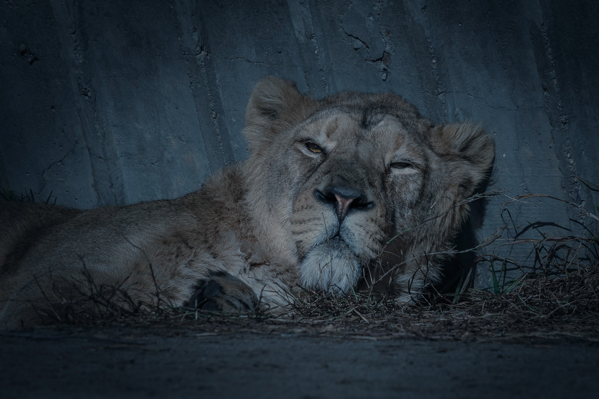 Sticking with the "Dark & Atmospheric" theme for this one!