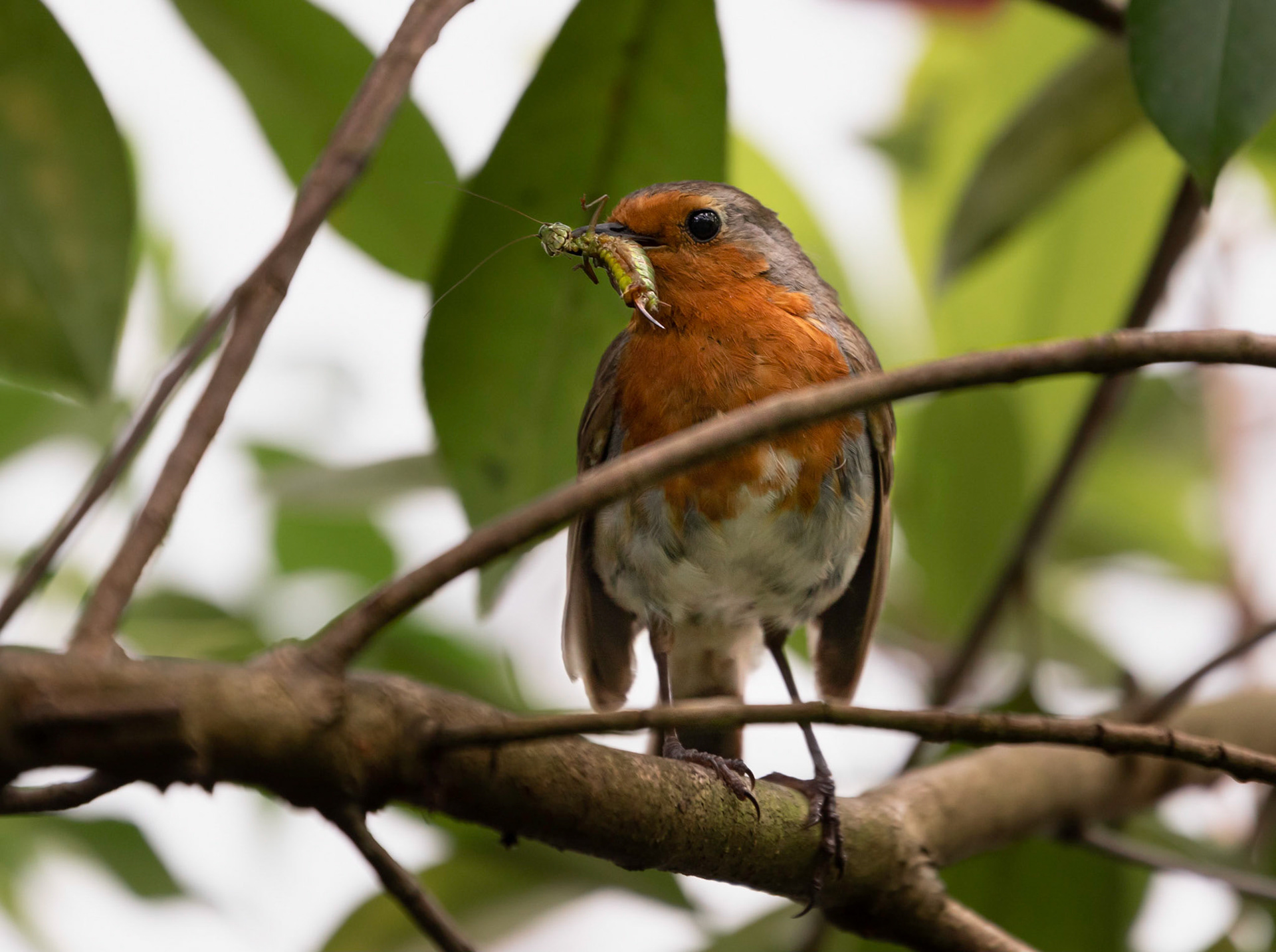 "Bob" the Robin from our garden in England ... with his lunch!!