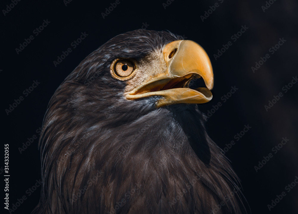 Sea Eagle