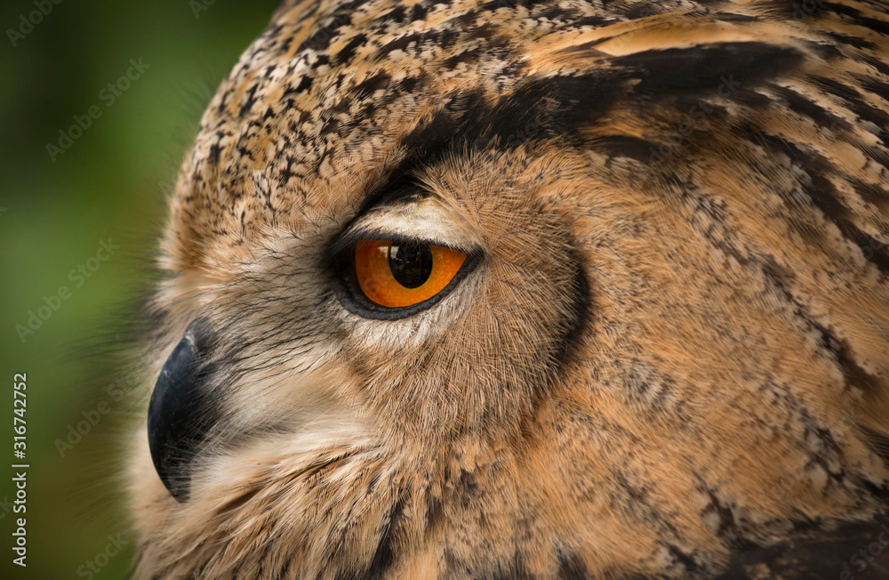 Eurasian Eagle Owl