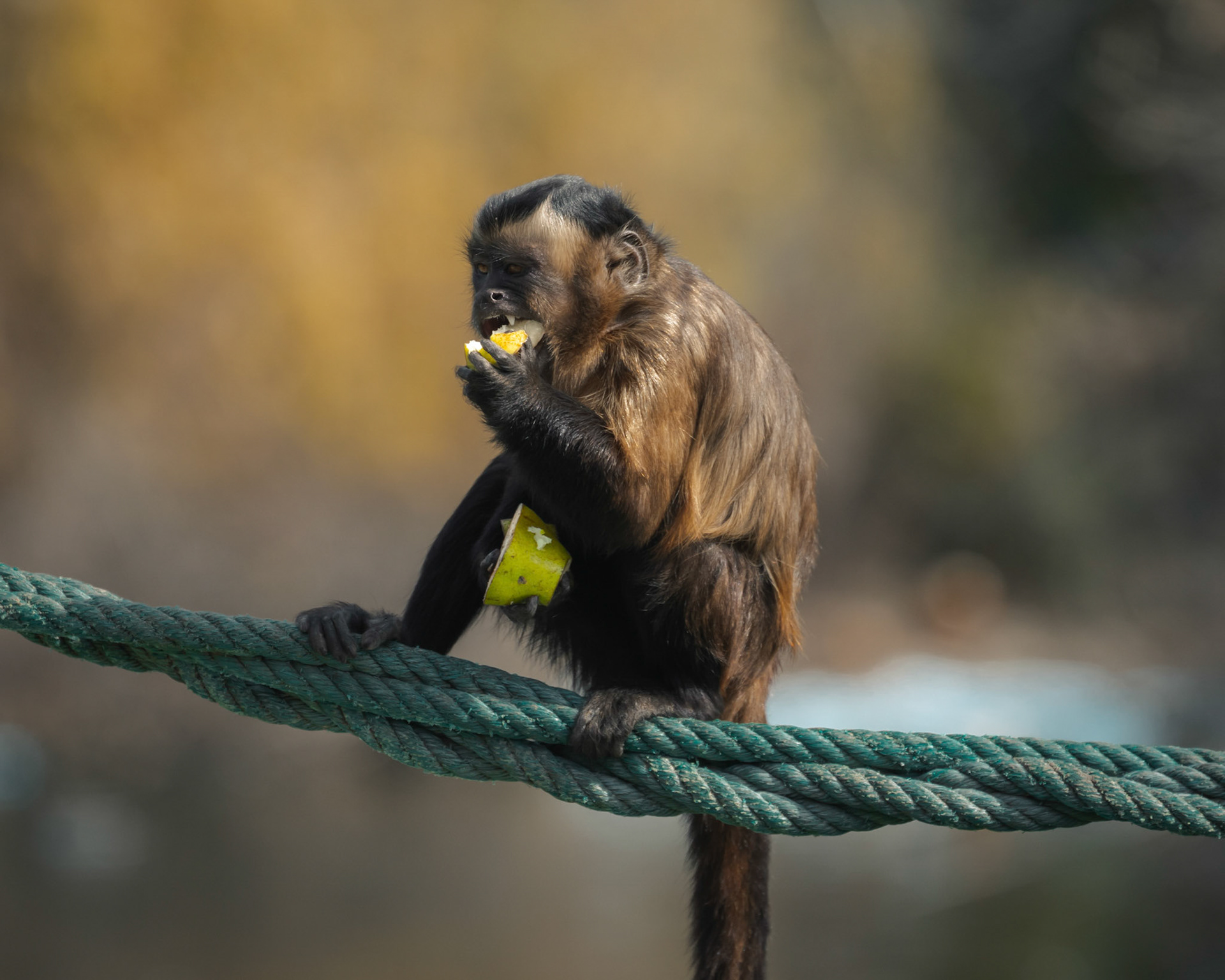 A Capucin Monkey having lunch. Also known as the "Organ Grinder" monkey!