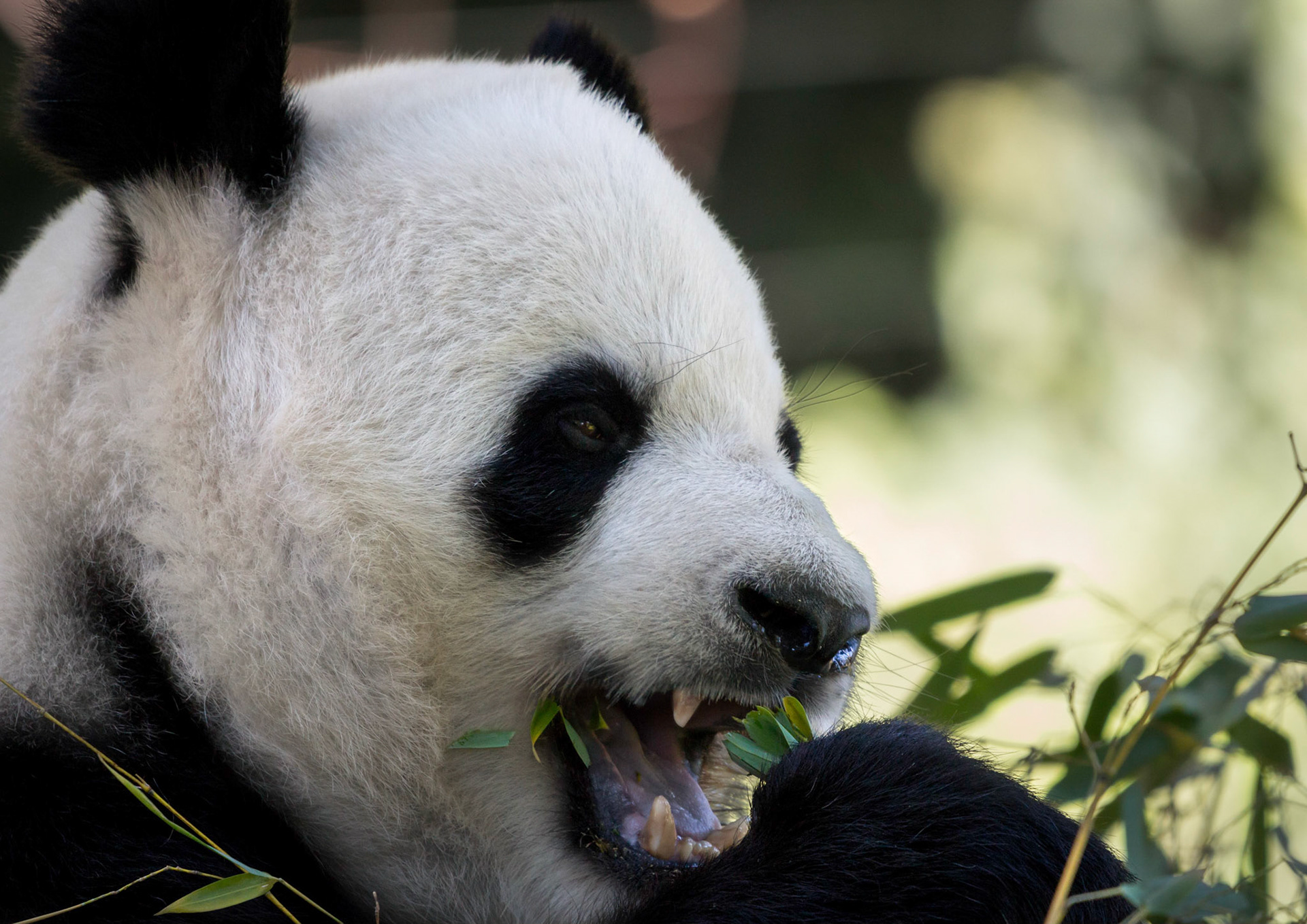 A Giant Panda, doing what Panda's do .. eating bamboo!