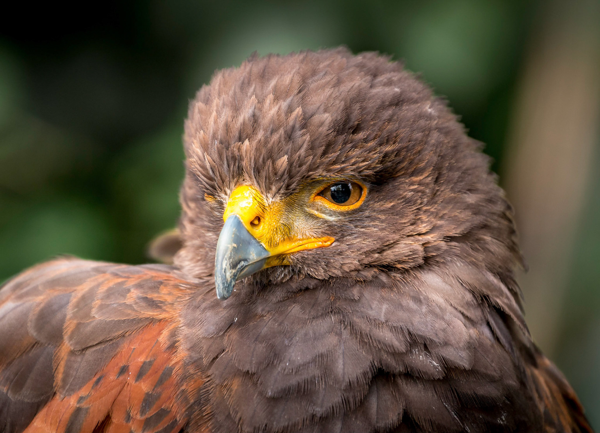 A Golden Eagle looking suspicious
