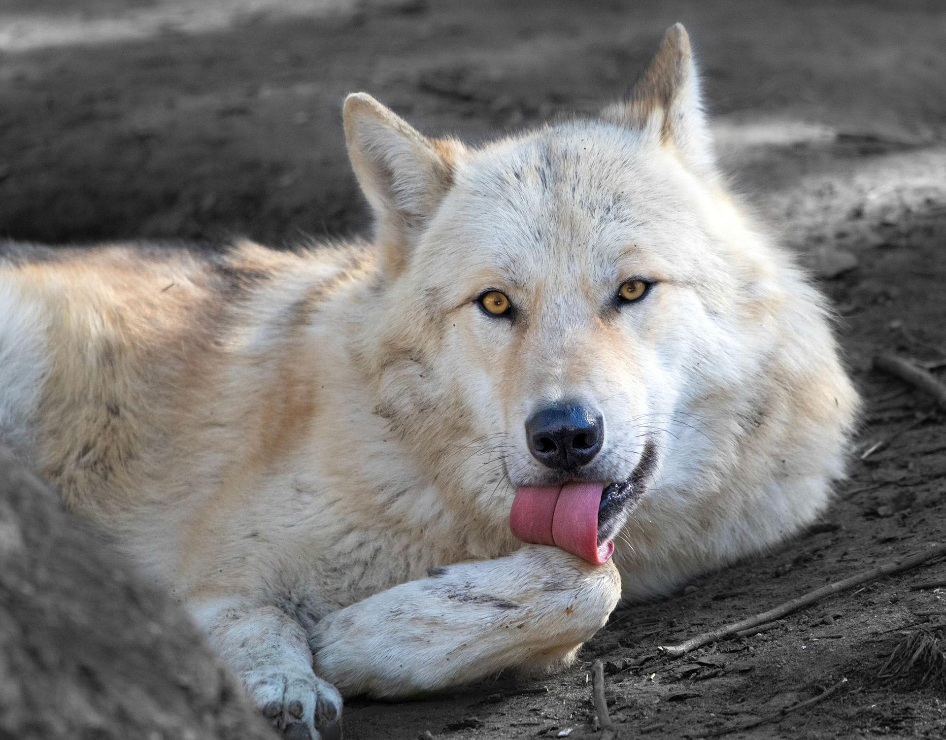 Looks pretty cute, but you probably wouldn't want to bump into him in a wood at night!