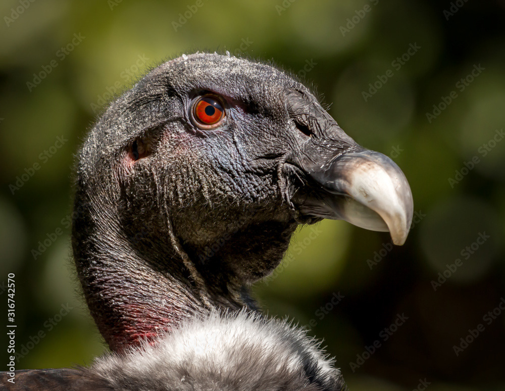 Andean Condor