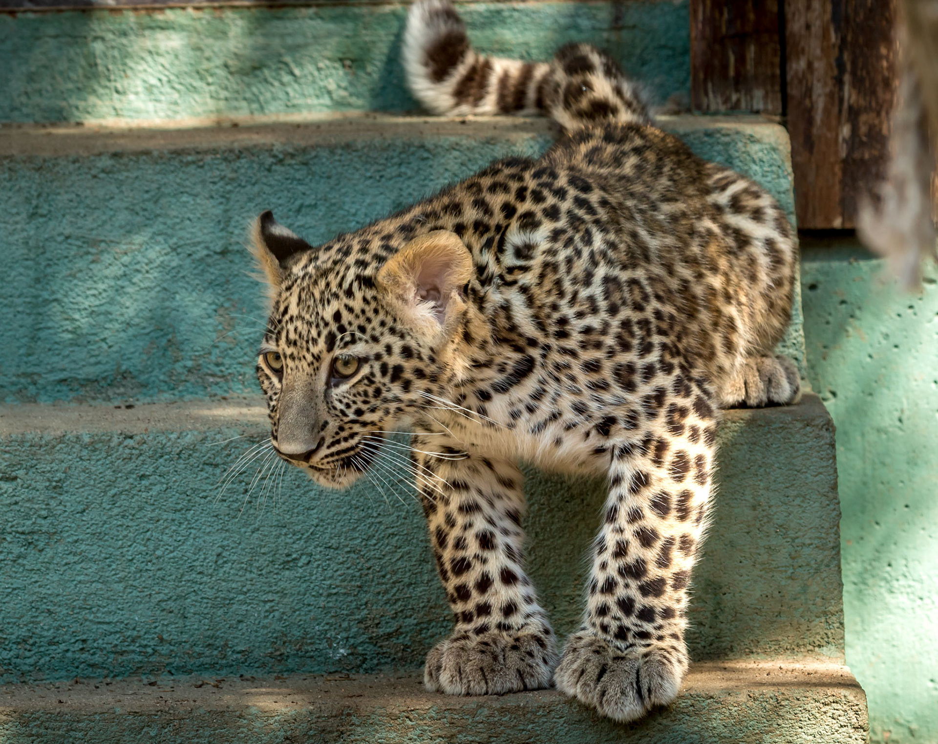 One of the new Leopard Cubs at Madrid Zoo. Was pretty lucky to see it, as they spend most of their time away from the main enclosure