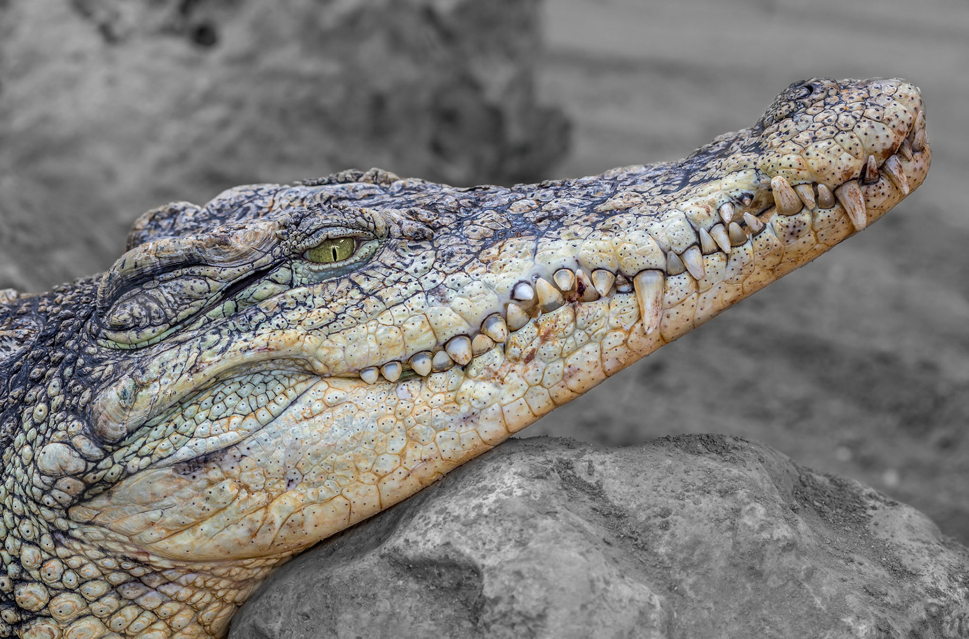 Nile crocodiles are opportunistic apex predators. A very aggressive species of crocodile, they are capable of taking almost any animal within their range.

It's estimated that the Nile Crocodile kills hundreds (probably thousands) of people each year, as most attacks go unreported! This one looks friendly though!!