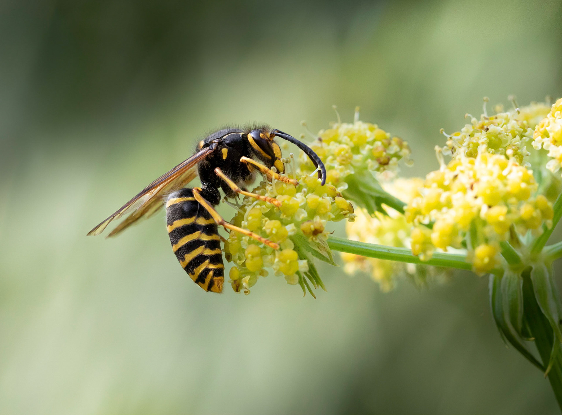 Bzzzzz!!