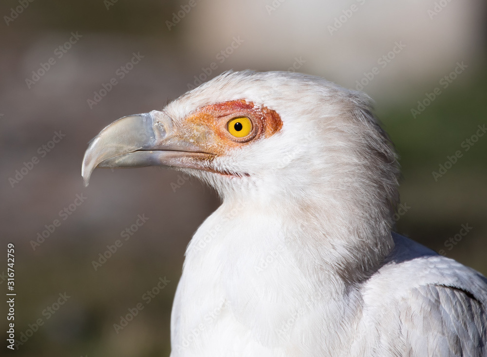 Palm-Nut Vulture