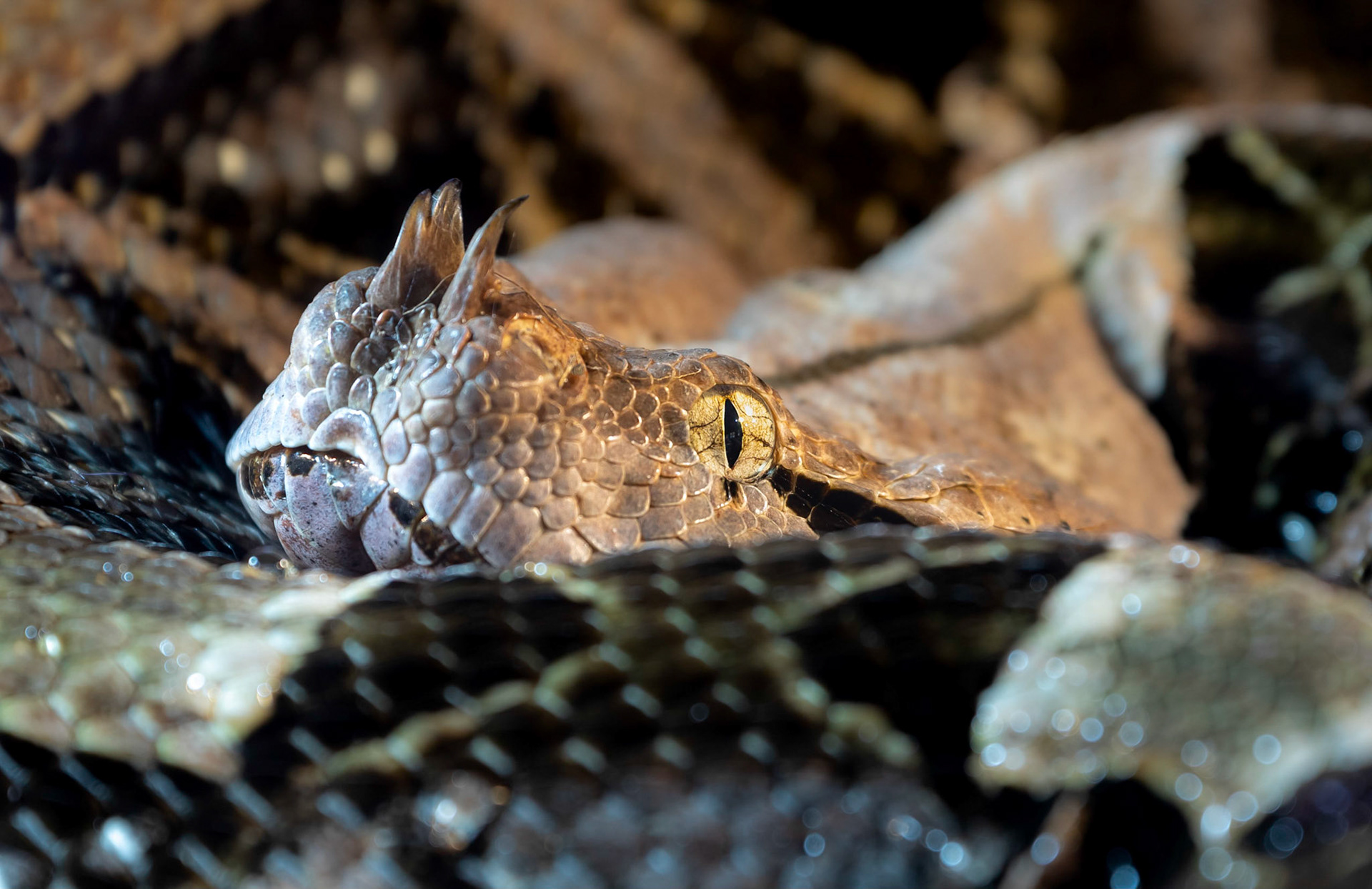 A closeup shot of a Gaboon Viper.

They rarely bite people, but when they do, it's not good!!