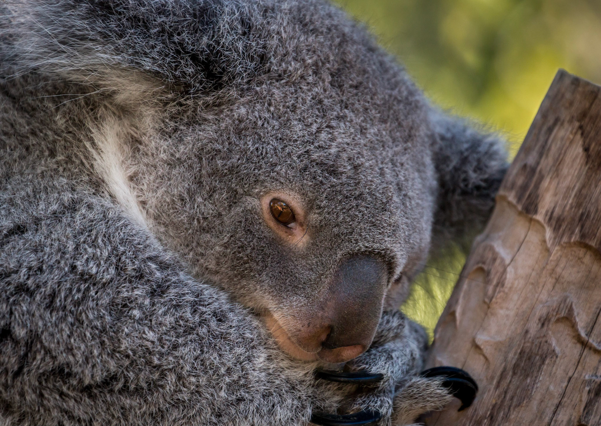 It's rare that the Koala's actually come out into the open during the day, so I got really lucky here!