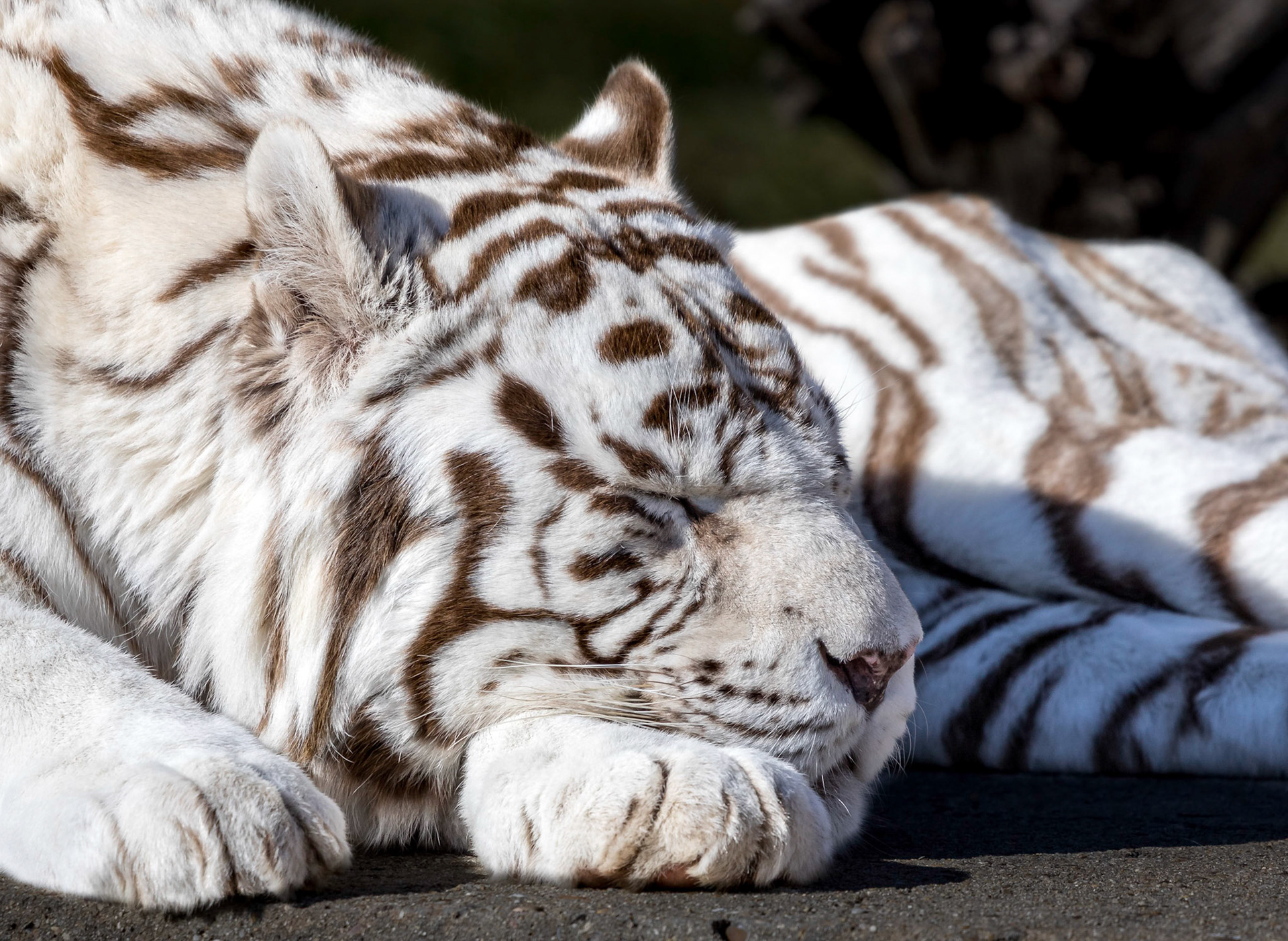 The white tiger or bleached tiger is a pigmentation variant of the Bengal tiger, which is reported in the wild from time to time in the Indian states of Madhya Pradesh, Assam, West Bengal and Bihar in the Sunderbans region and especially in the former State of Rewa. Such a tiger has the black stripes typical of the Bengal tiger, but carries a white or near-white coat.