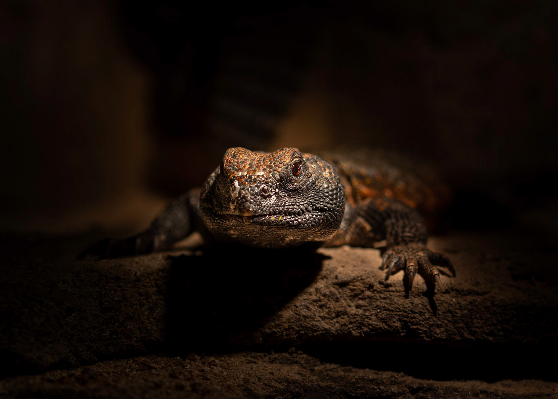 Also called the Bell's Dab Lizard or Uromastyx, this lizard is found in Africa and Asia. Bedouin's consider this a delicacy, awww :(