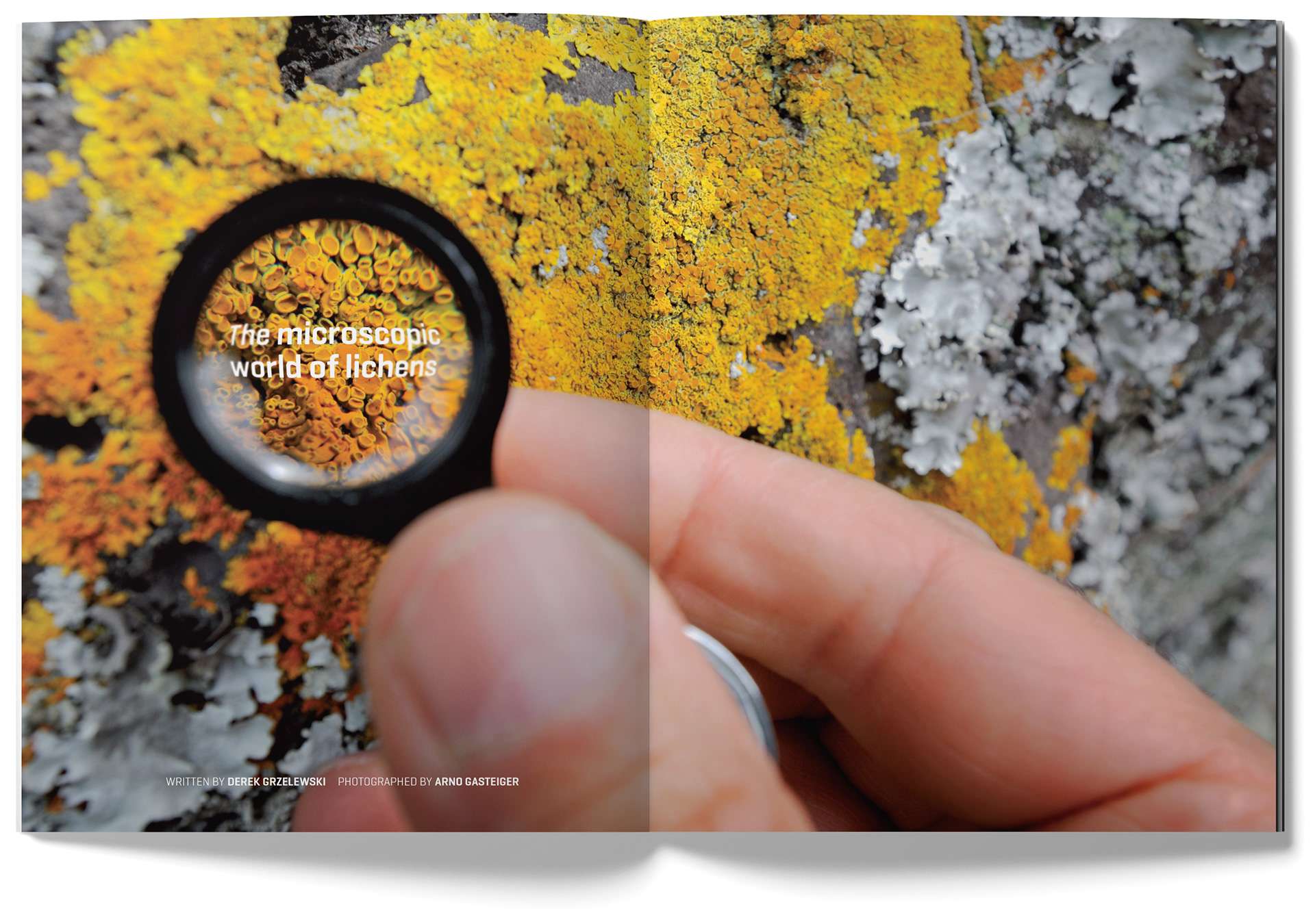 New Zealand Geographic Spread: Lichen