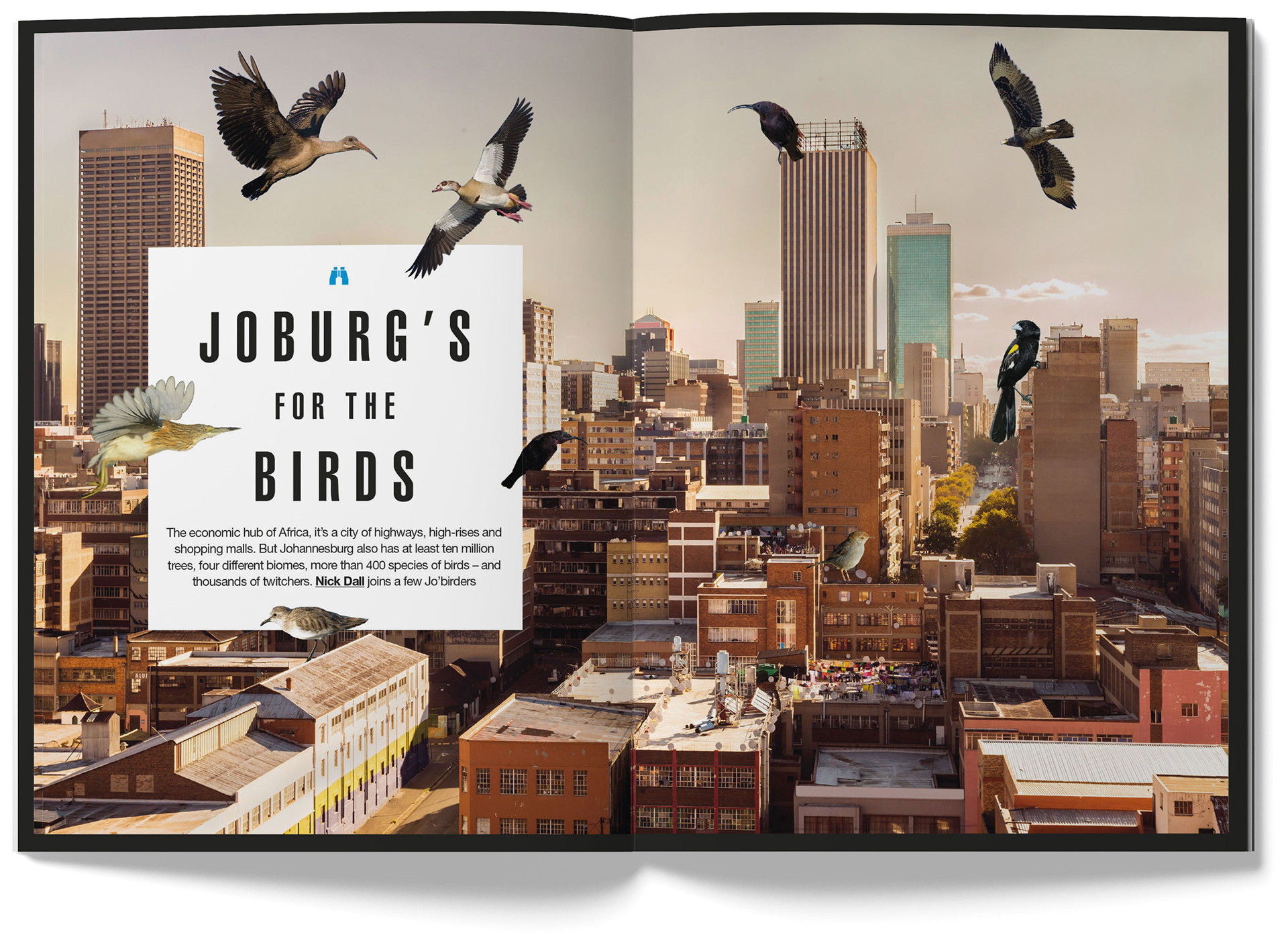 High Life SA feature - Birds of Johannesburg. Designed by Marc Backwell