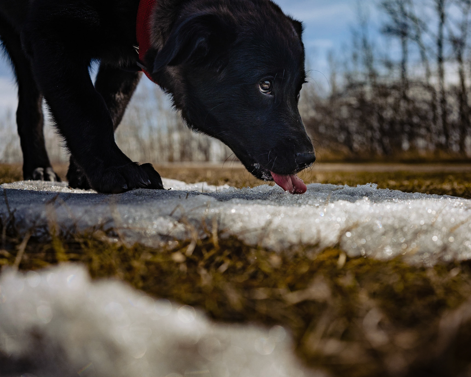 Mara is getting some ice