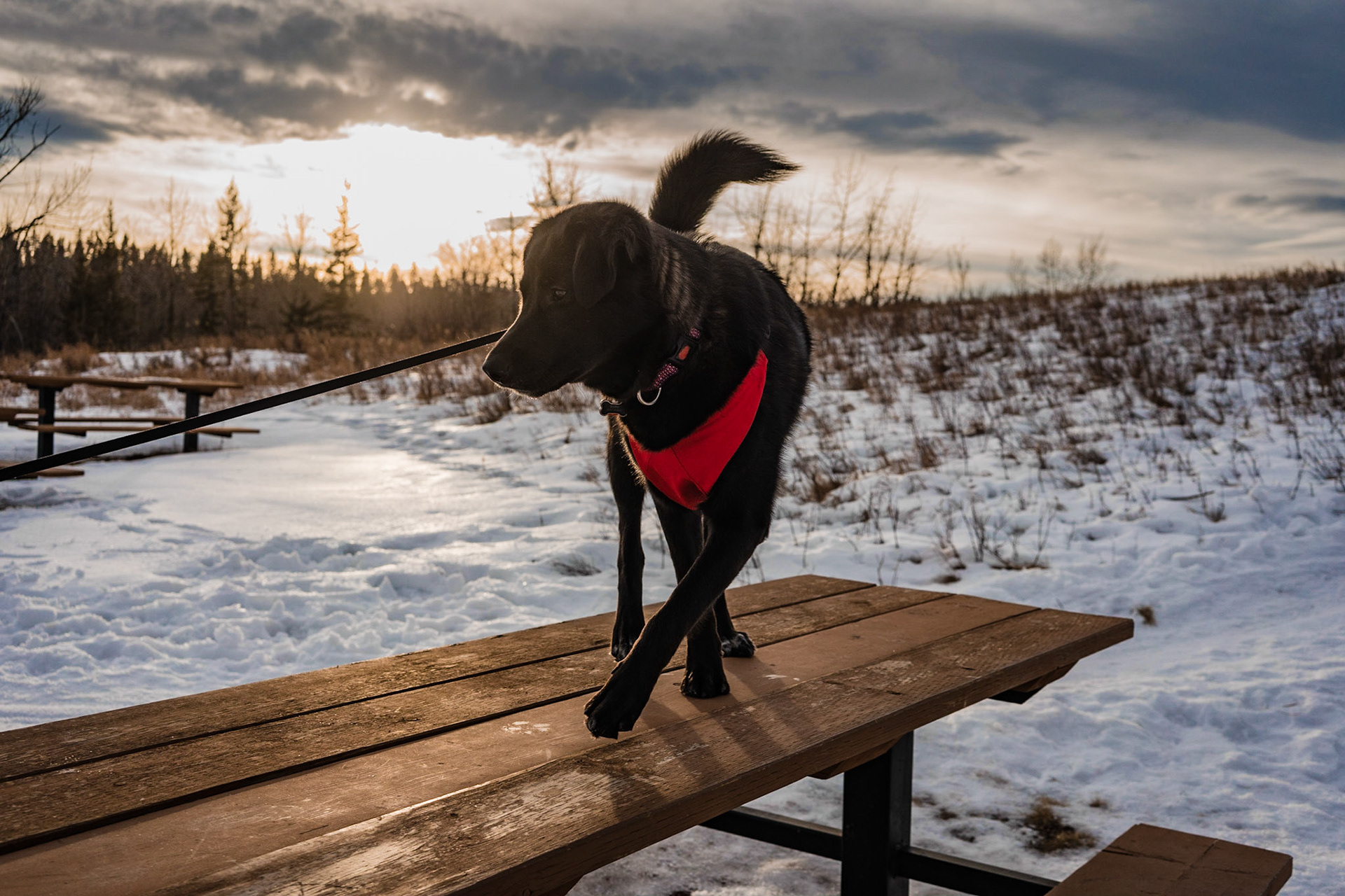 Mara's walking on a picking table in the park