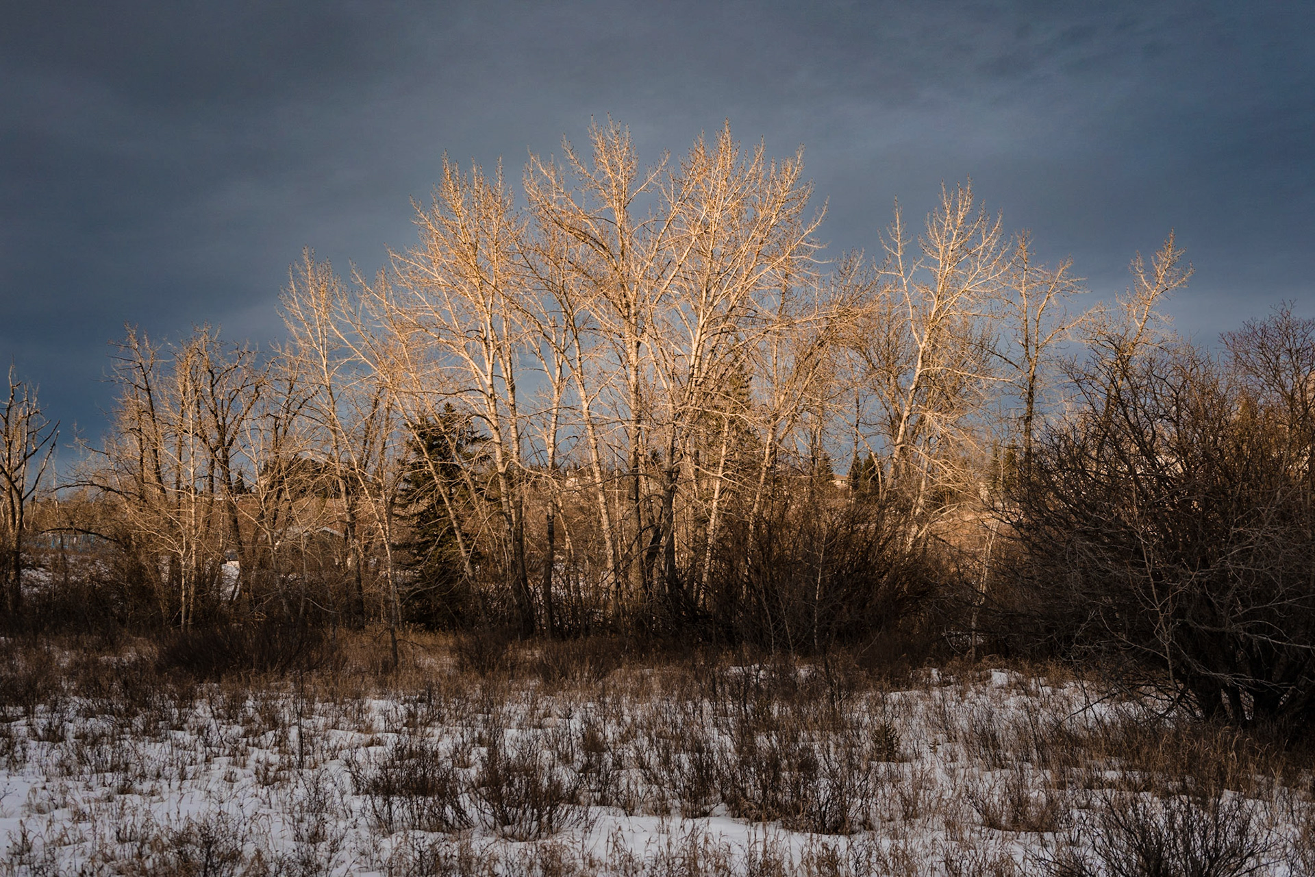 Sunset lit trees