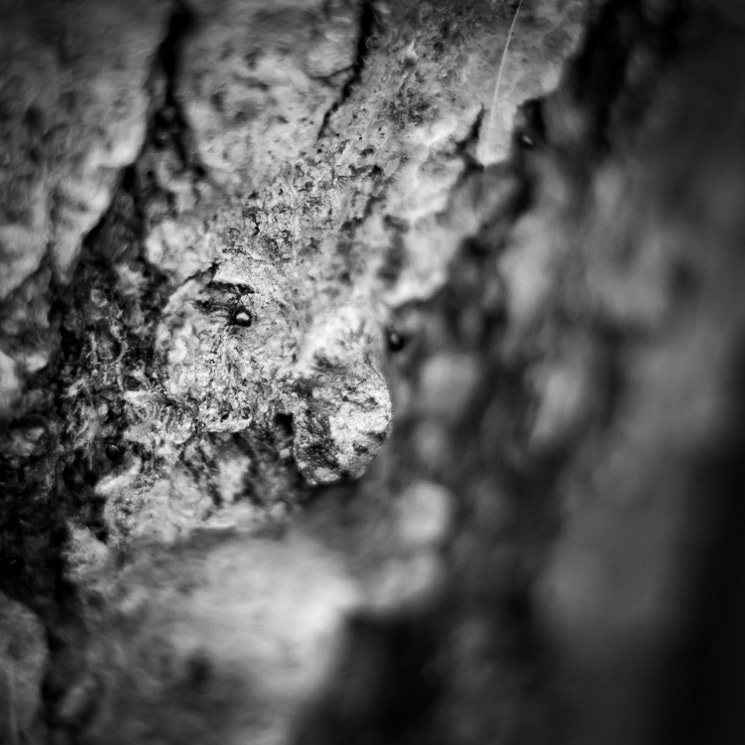 Sección de un tronco (de 1 cm2 aproximadamente) que aparenta la cara de un mamífero. Casualmente, los ojos son dos insectos.