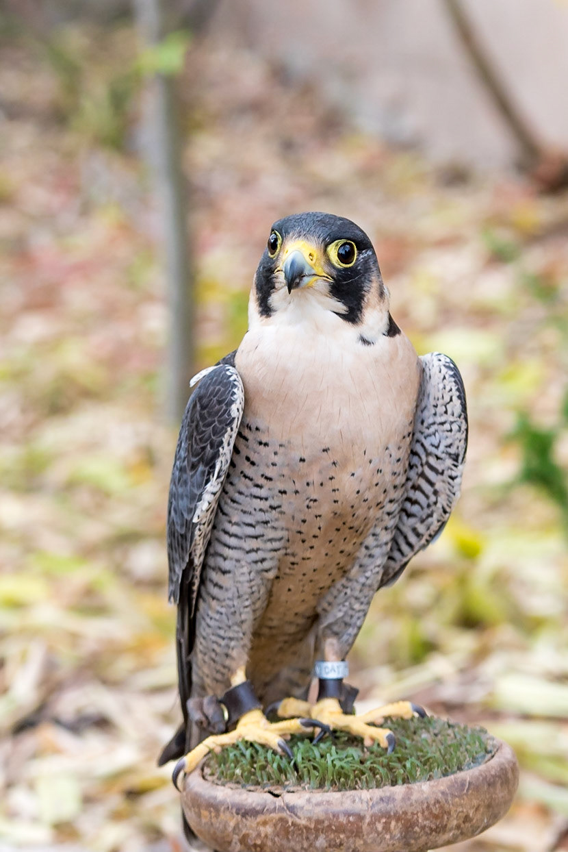 PAC Obert Desembre 2017