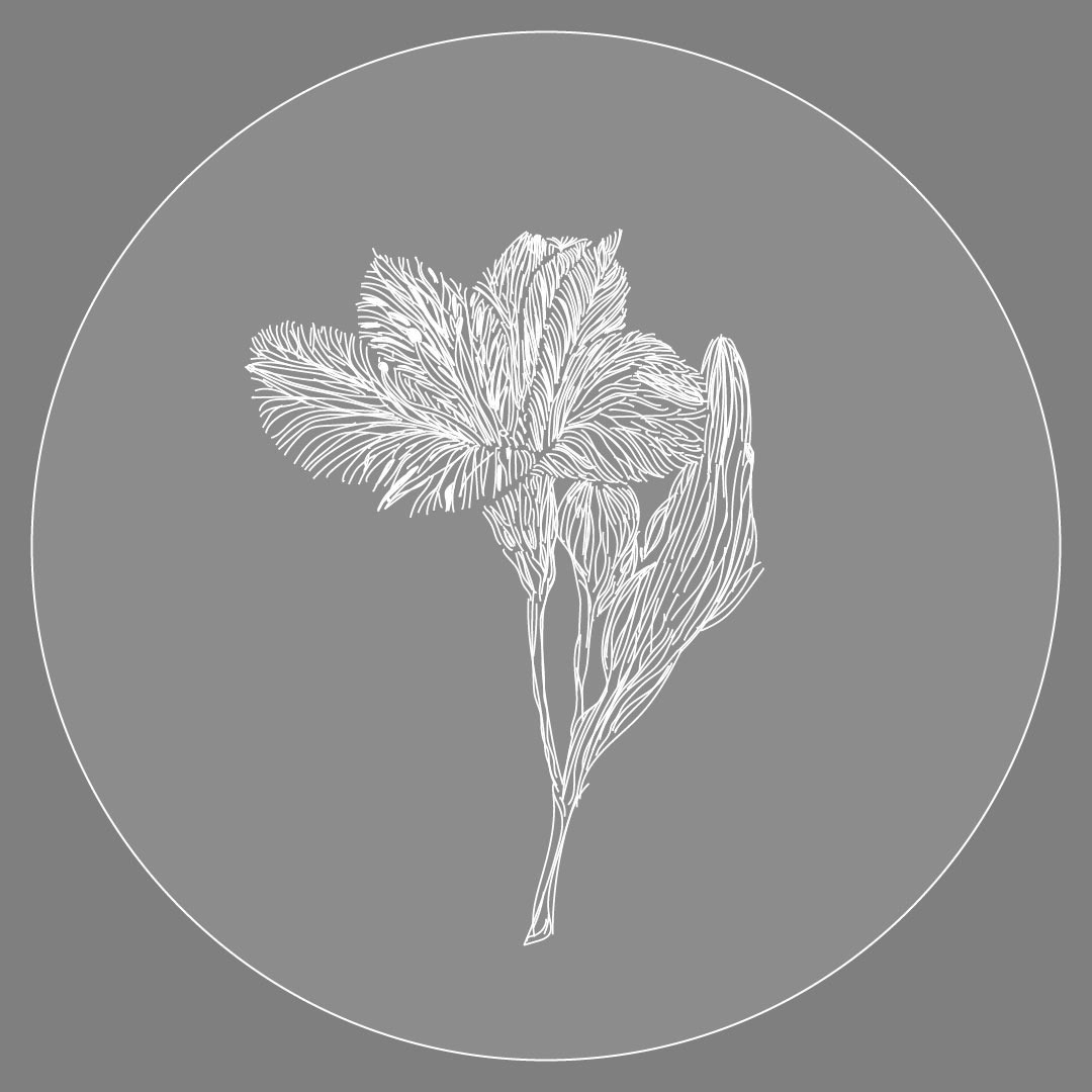 Astromelia (Lirio de los Incas)