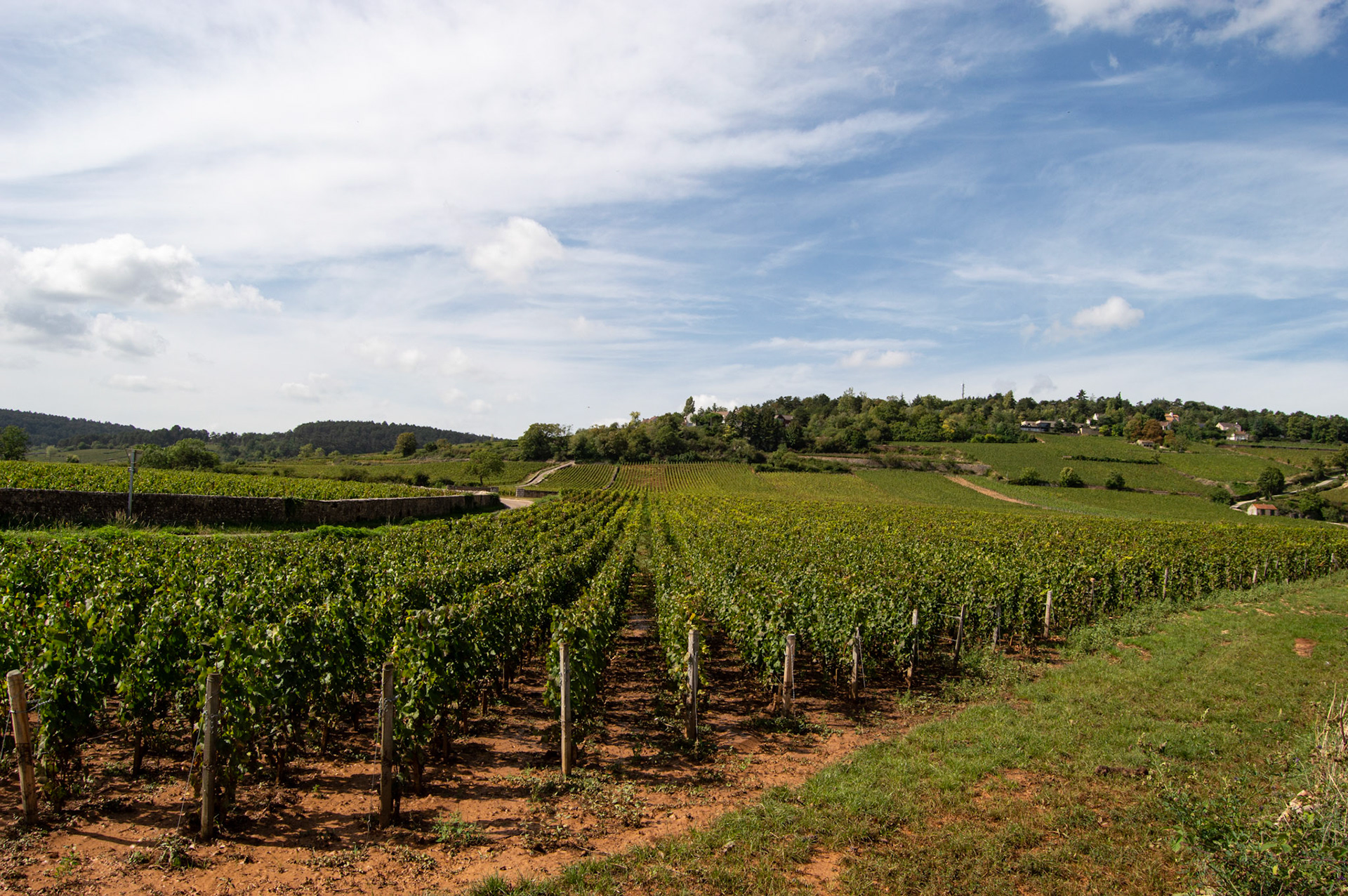 Paysage viticole