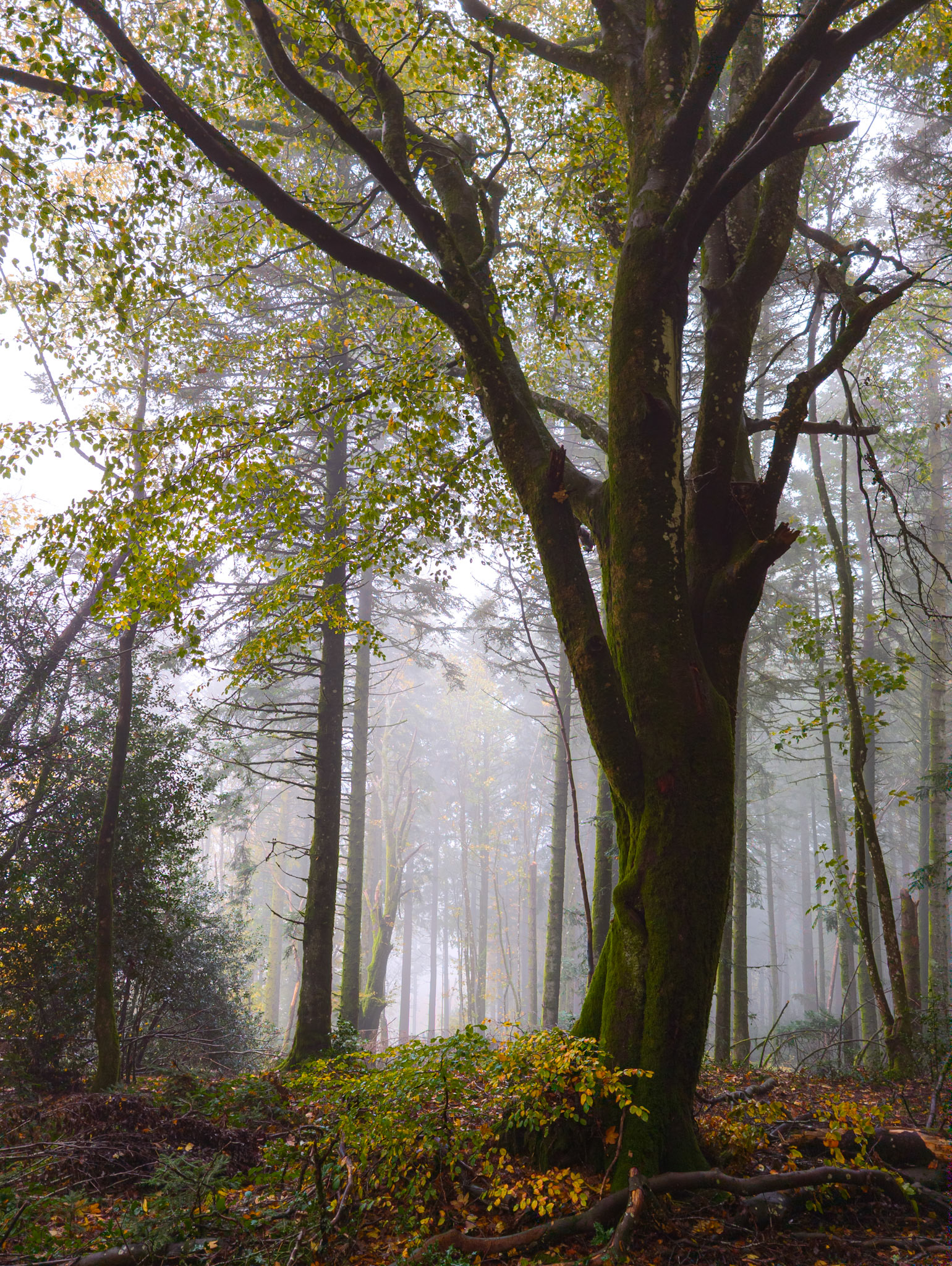 Dans la brume