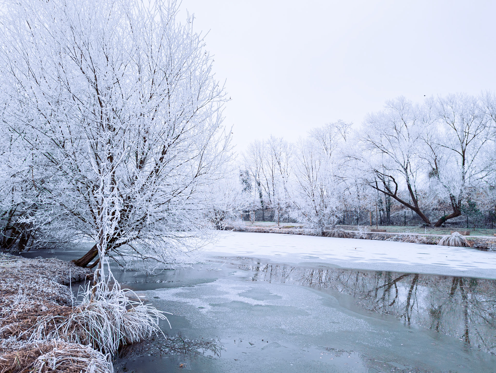 Figé dans l'hiver