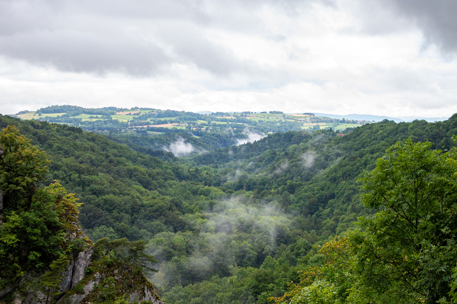 Forêt enfumée
