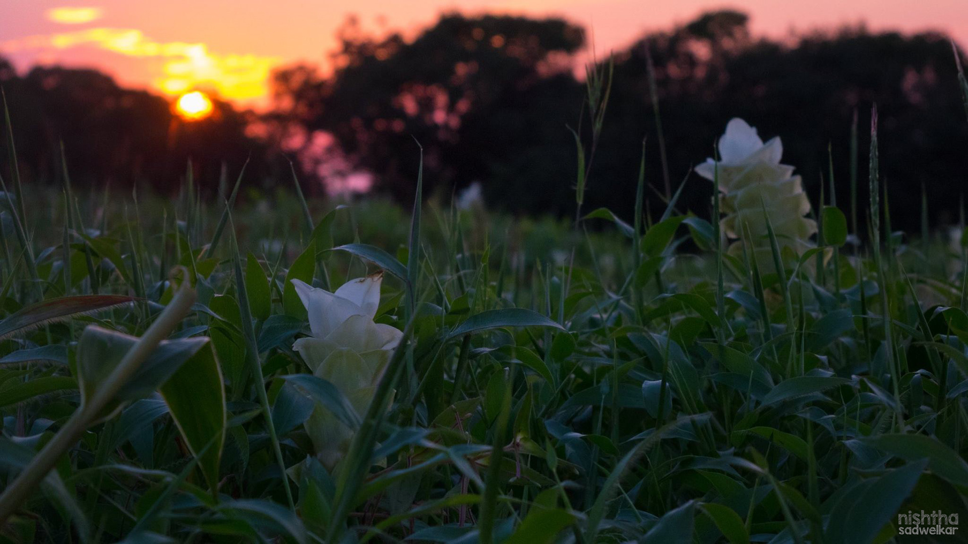 Kaas Plateau, Maharashtra, India