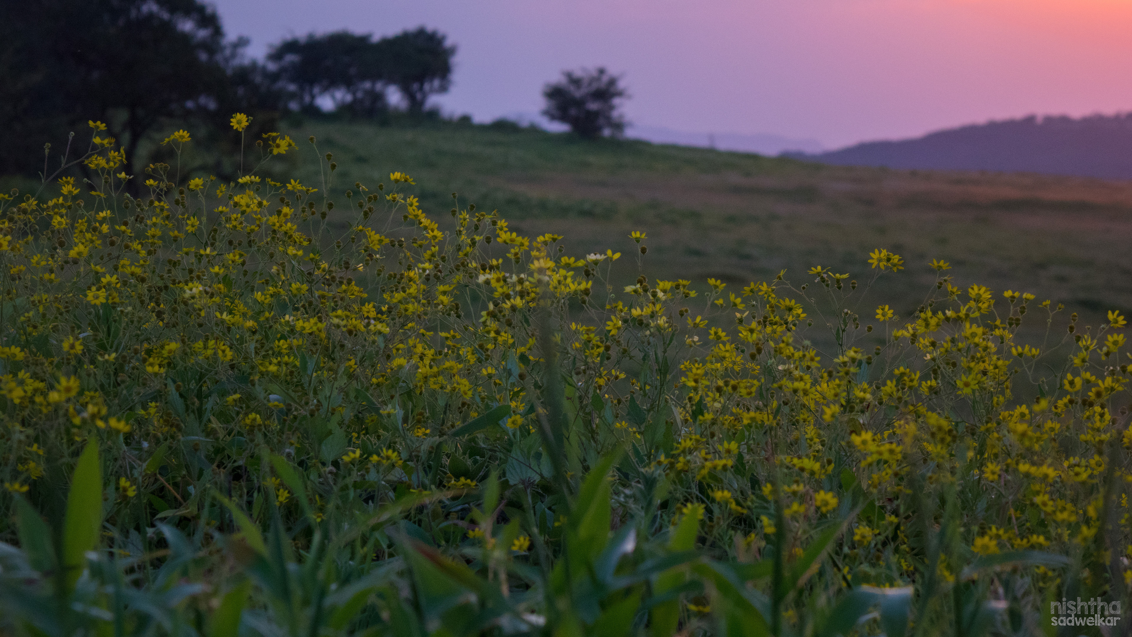Kaas Plateau, Maharashtra, India