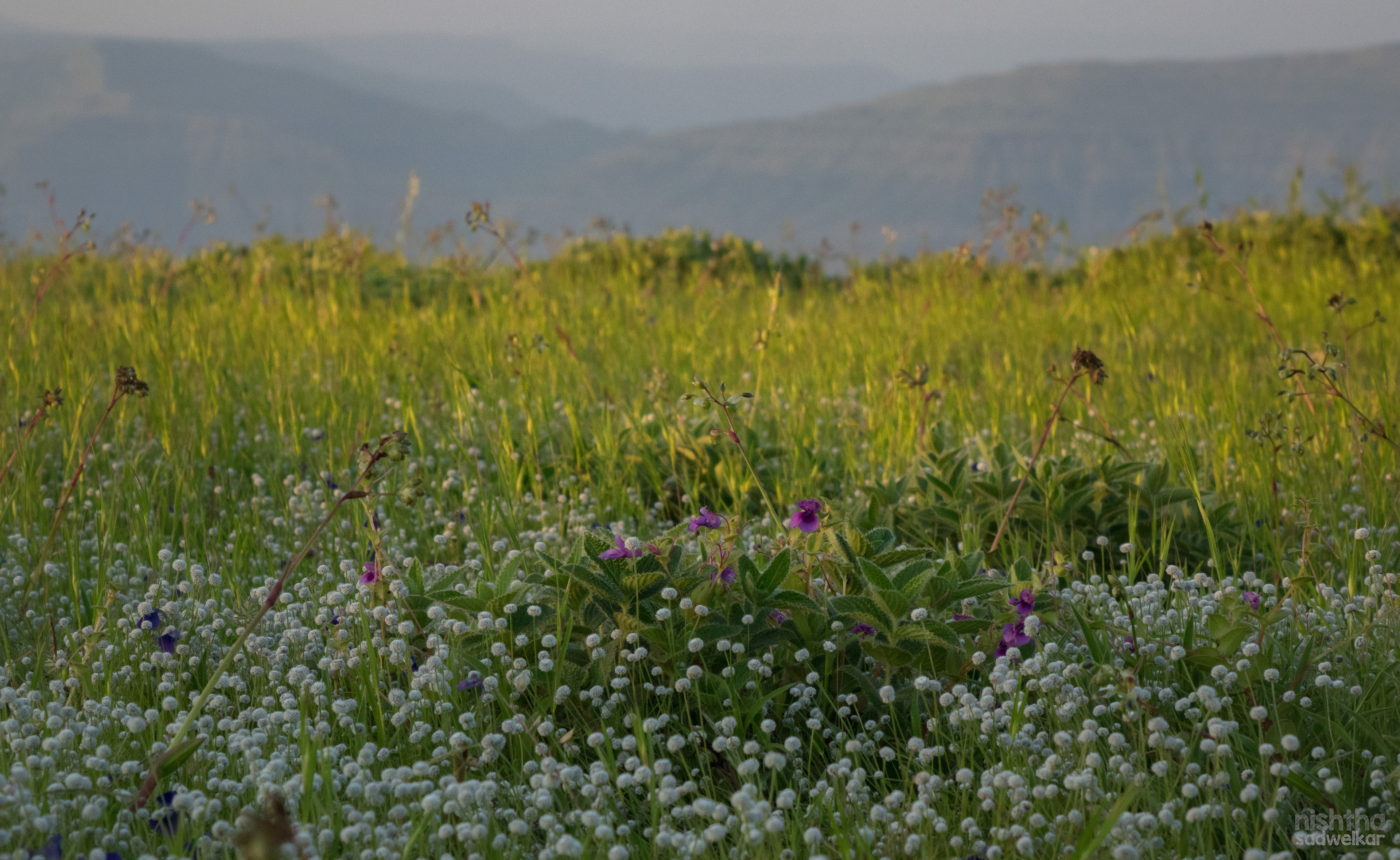 Kaas Plateau, Maharashtra, India